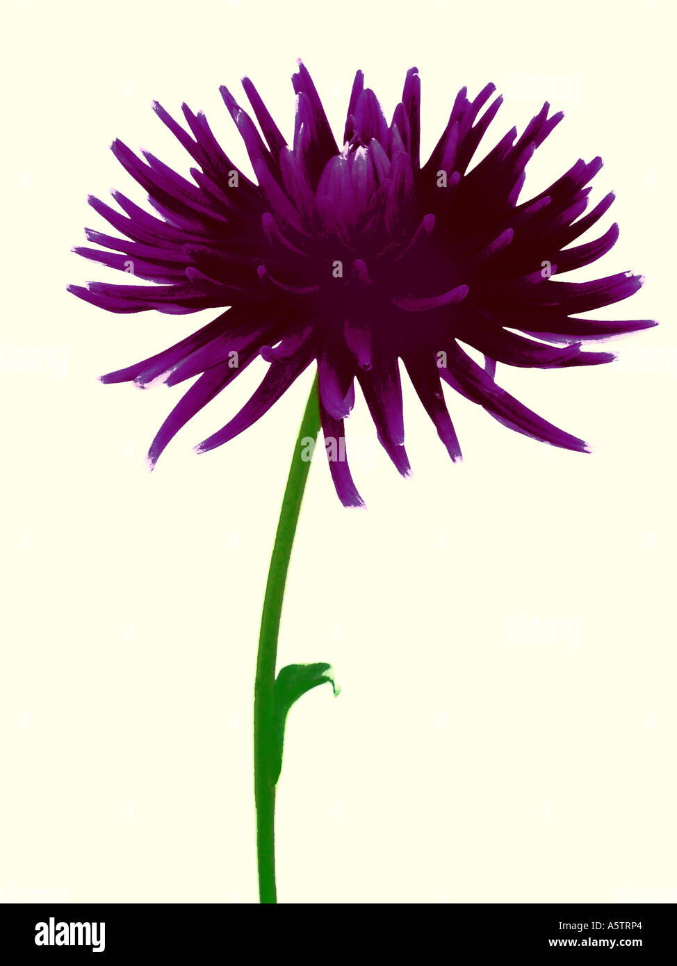 Graphische Foto-Darstellung einer einzelnen Blume Dahlie. Stockfoto