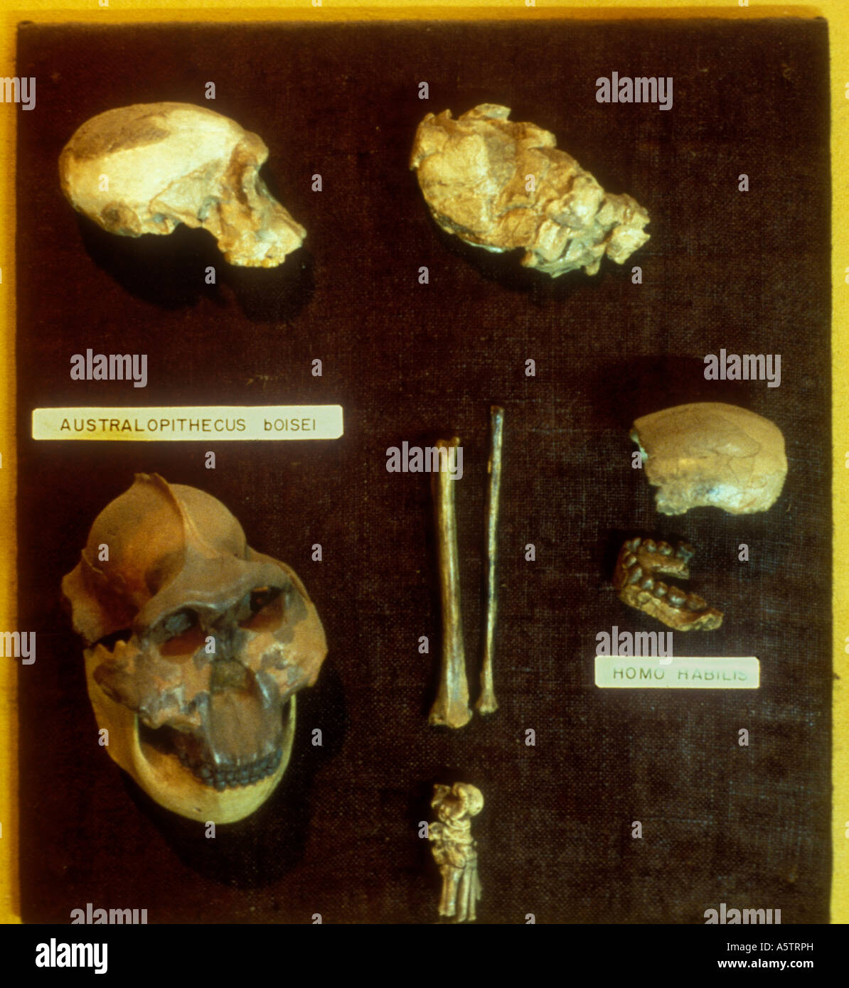 BOISEI AUSTRALOPITHECUS und HOMO HABILIS fossile Exponate National Museum Nairobi Kenia in Ostafrika Stockfoto