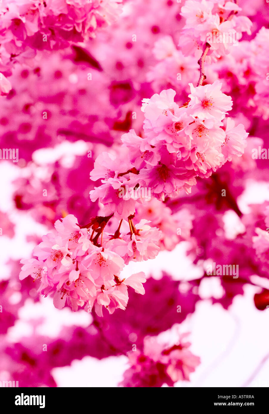 GEMEINSAMER NAME: Kirschblüte lateinischer NAME: Prunus Stockfoto