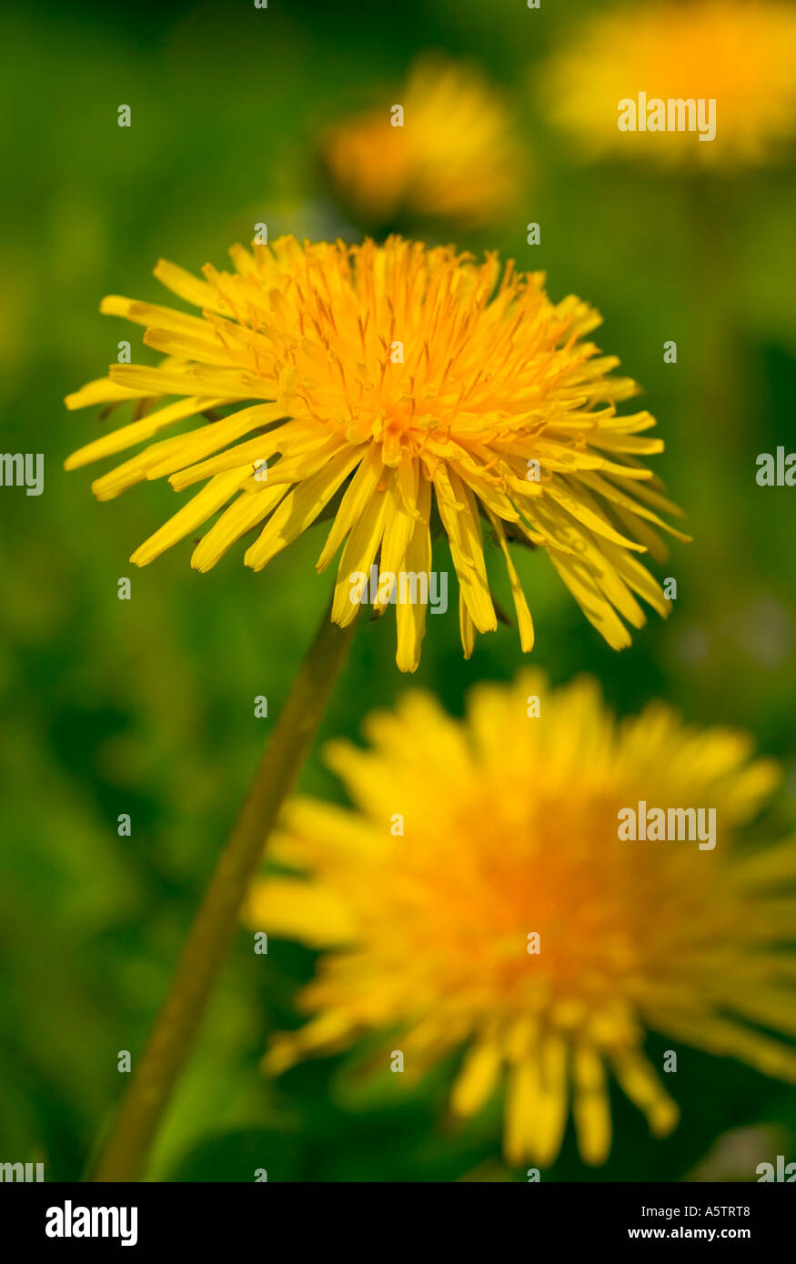 GEMEINSAMER NAME: Löwenzahn lateinischer NAME: Taraxacum Offiicinale Stockfoto