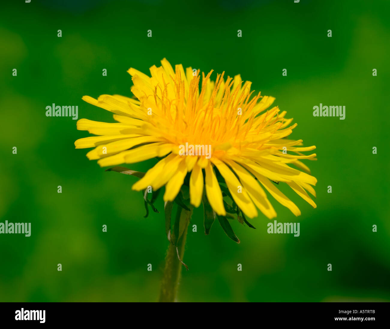 GEMEINSAMER NAME: Löwenzahn lateinischer NAME: Taraxacum Offiicinale Stockfoto