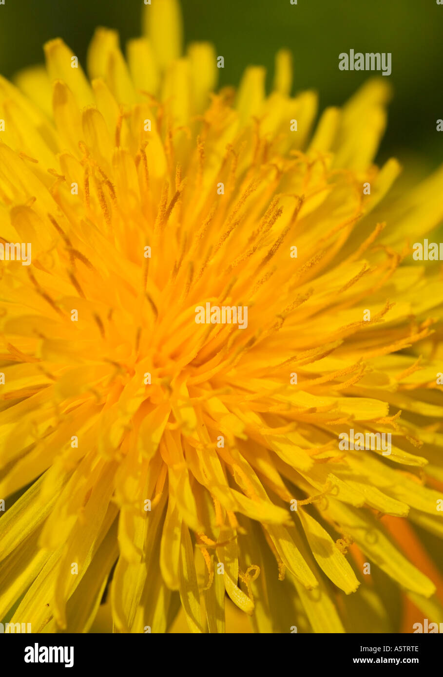 GEMEINSAMER NAME: Löwenzahn lateinischer NAME: Taraxacum Offiicinale Stockfoto