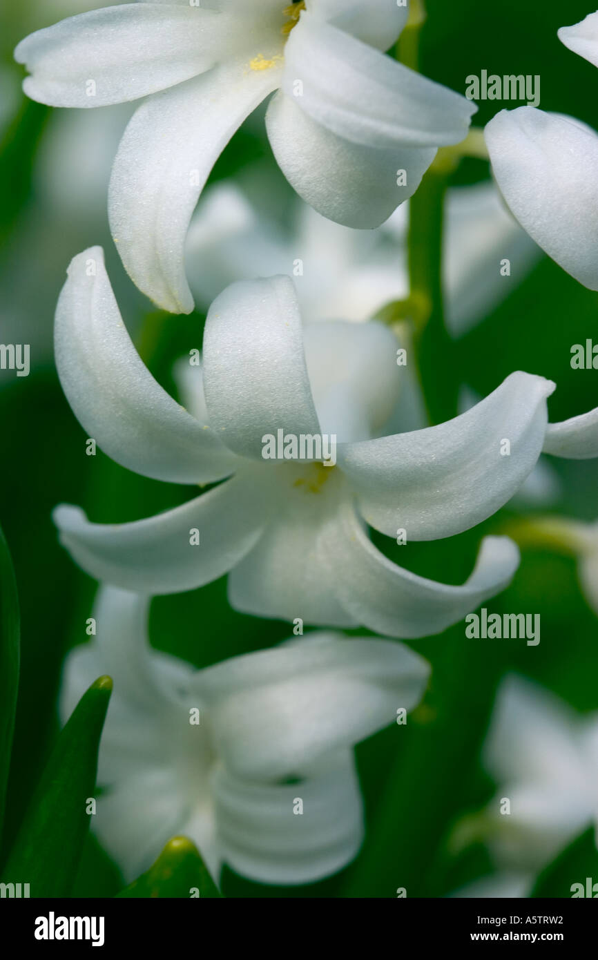 GEMEINSAMER NAME: Hyazinth lateinischer NAME: Hyacinthus Stockfoto