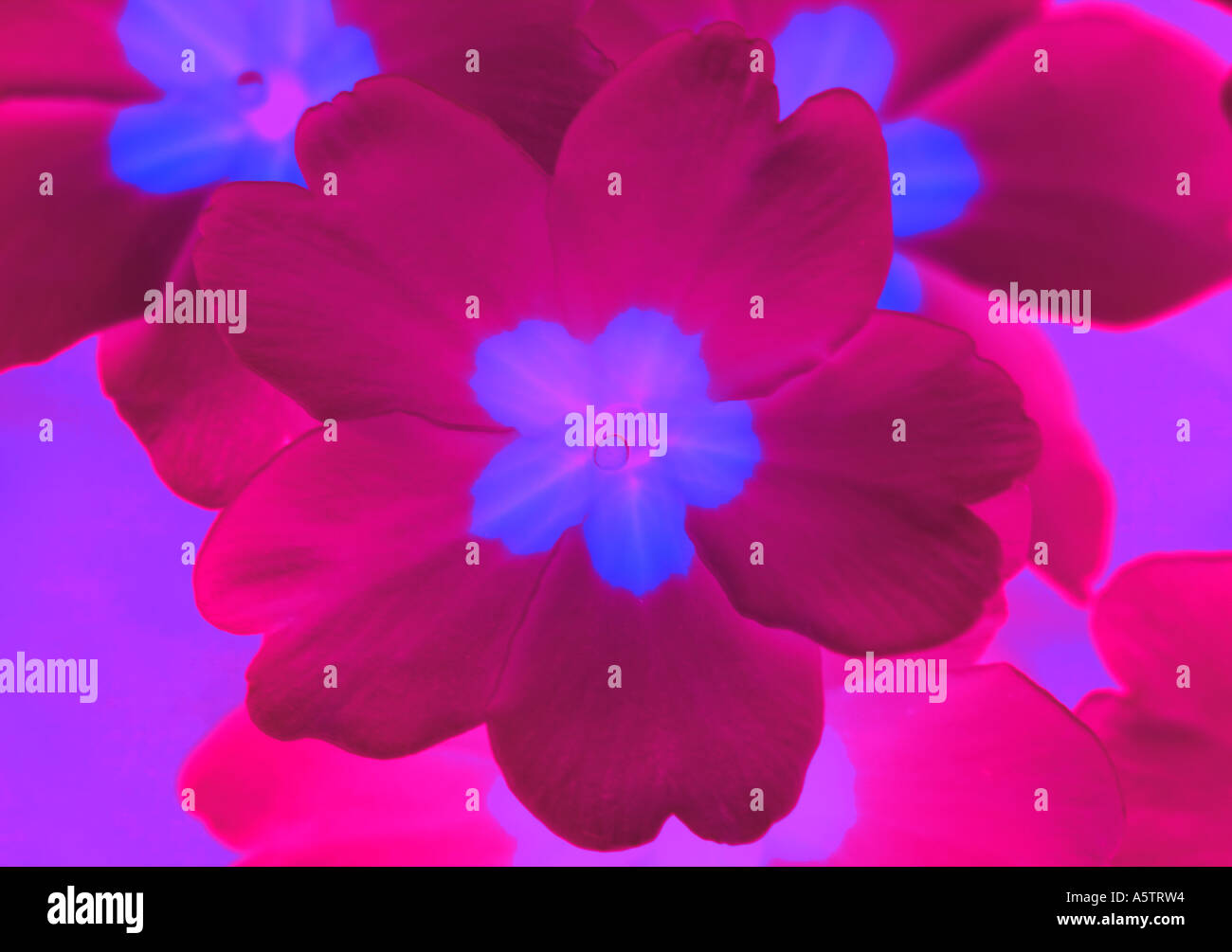 Grafisches Muster - Blume Stockfoto