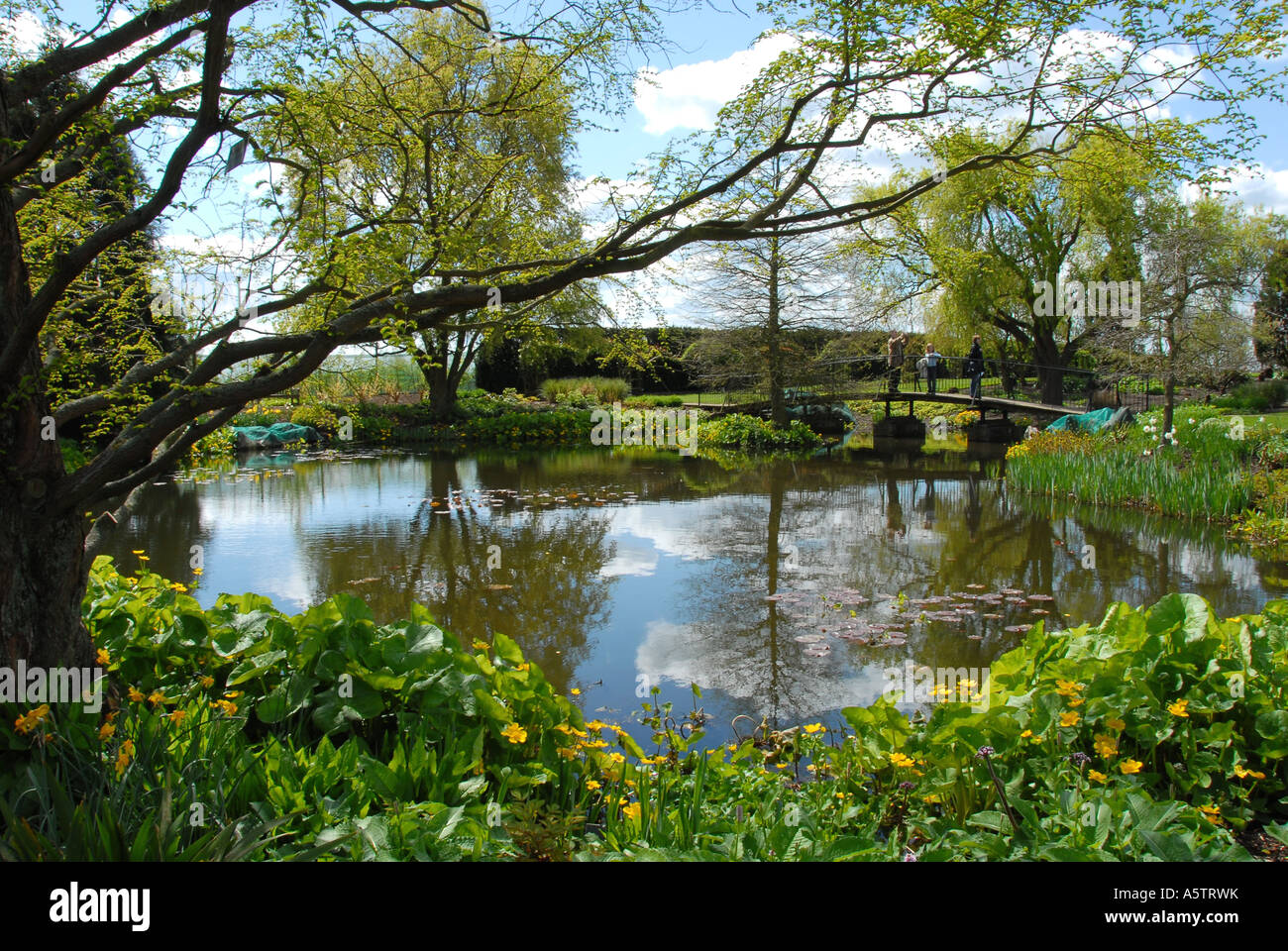 Der See am Hyde Hall Gardens in der Nähe von Chelmsford in Essex, umgeben von Frühling Laub Stockfoto