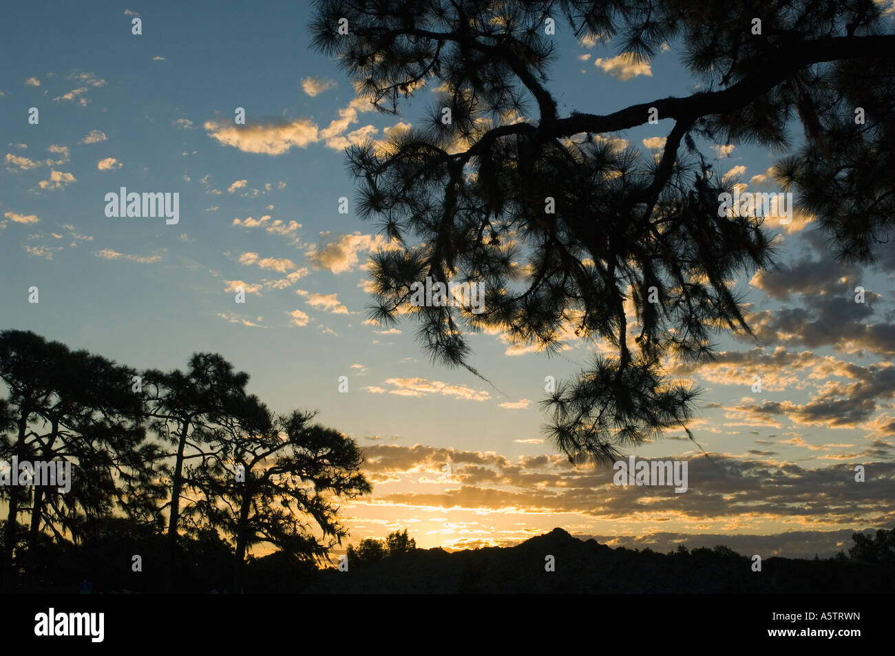 Slash-Kiefer (Pinus Elliottii) und spanischem Moos, Sonnenaufgang, Venedig FL Stockfoto