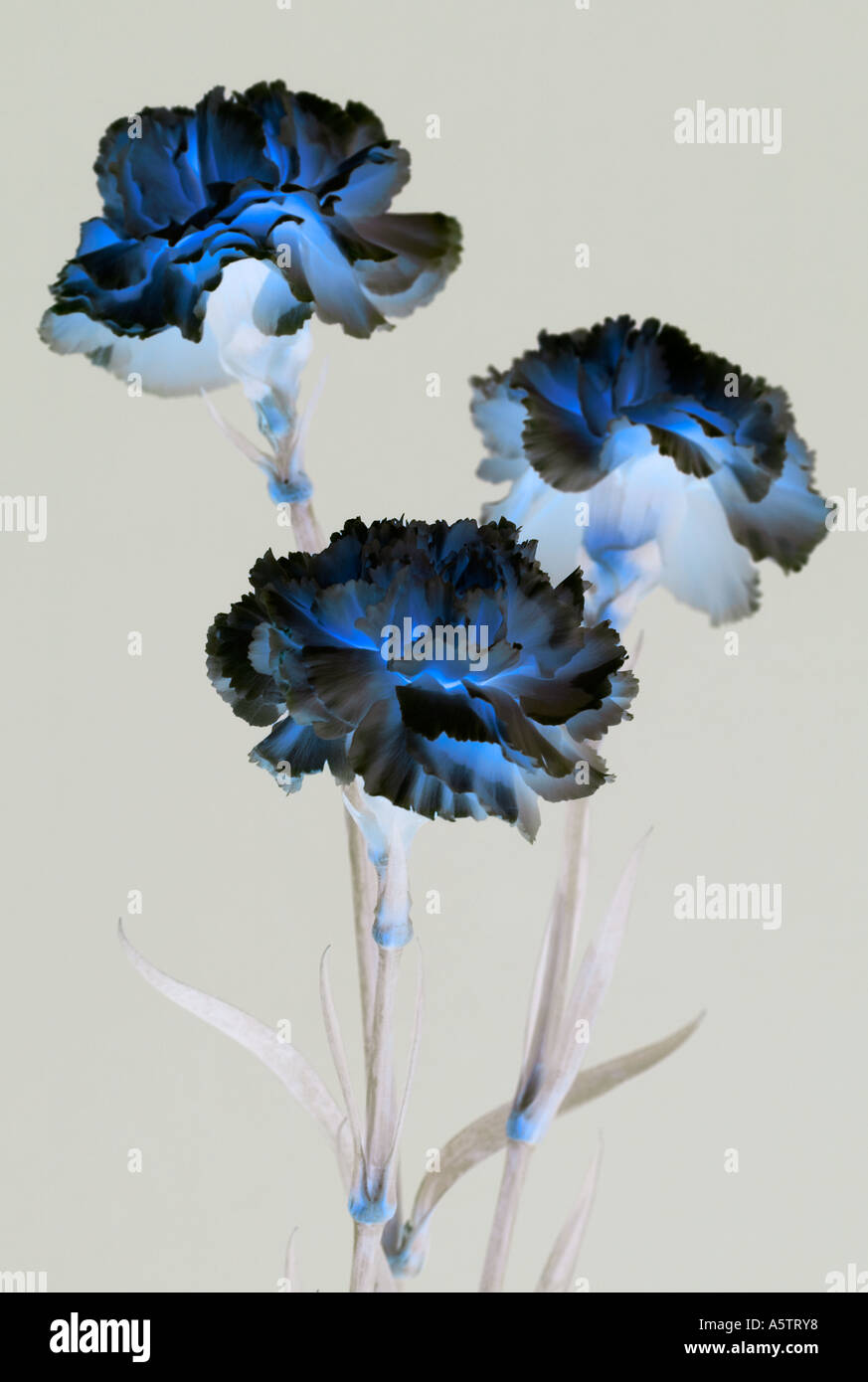 Grafisches Muster - Blumen Stockfoto