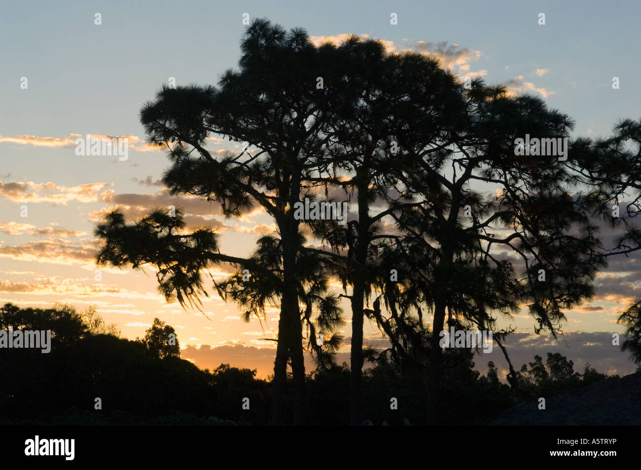 Senken Sie Kiefer (Pinus Elliotii) bei Sonnenaufgang, Venice, Florida Stockfoto