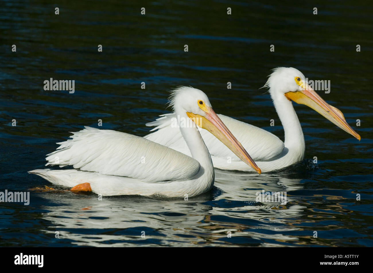 Amerikanische weiße Pelikane (Pelecanus Erythrorhynchos) Westküste Florida USA Stockfoto