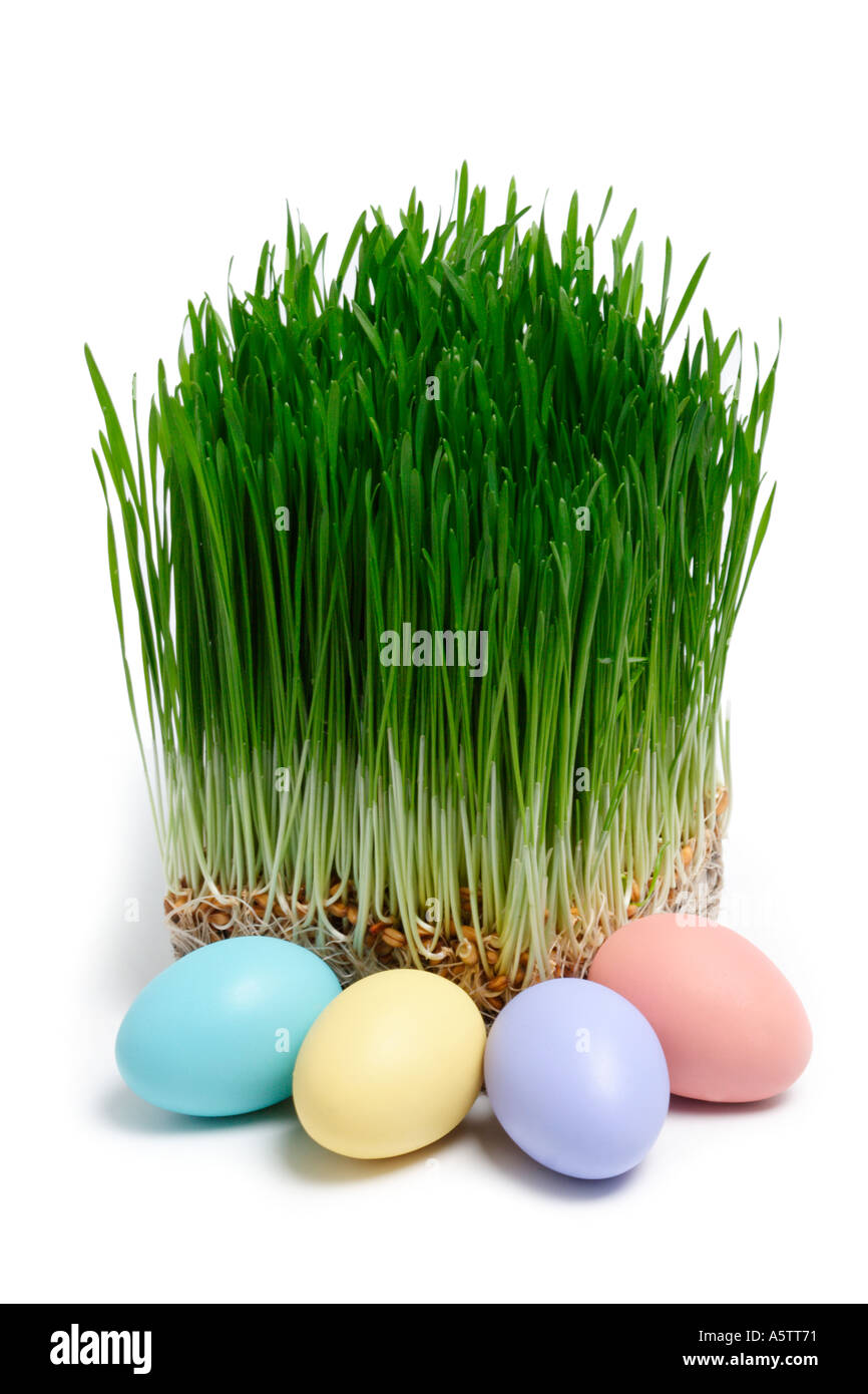 Grass und Easter Eggs Stockfoto