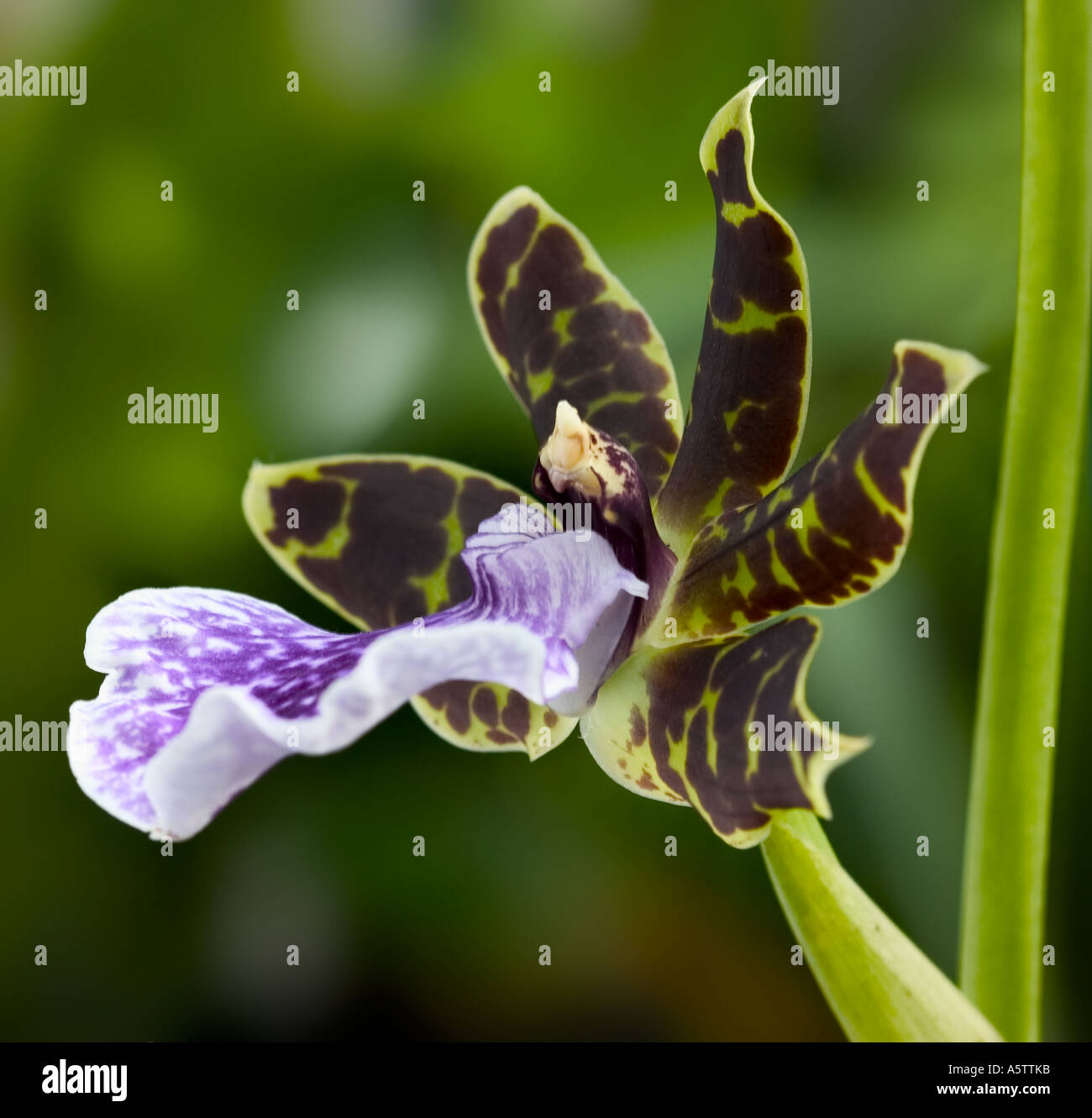 Nahaufnahme von einem einzigen Orchidee - Zygopetalum Blume. Stockfoto