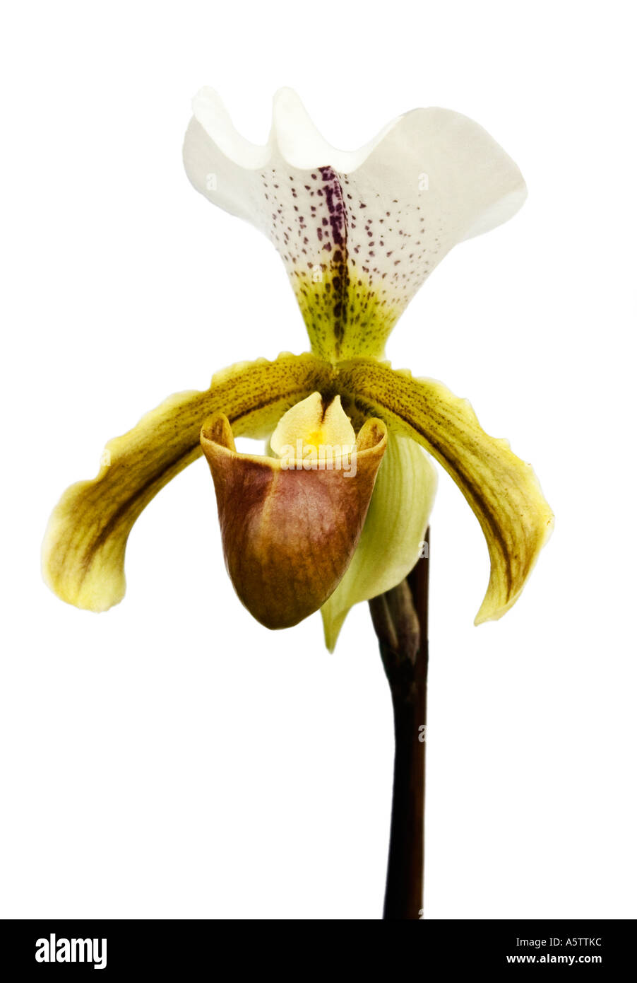 Eine ungewöhnliche Orchidee Blume auf weißem Hintergrund. Stockfoto