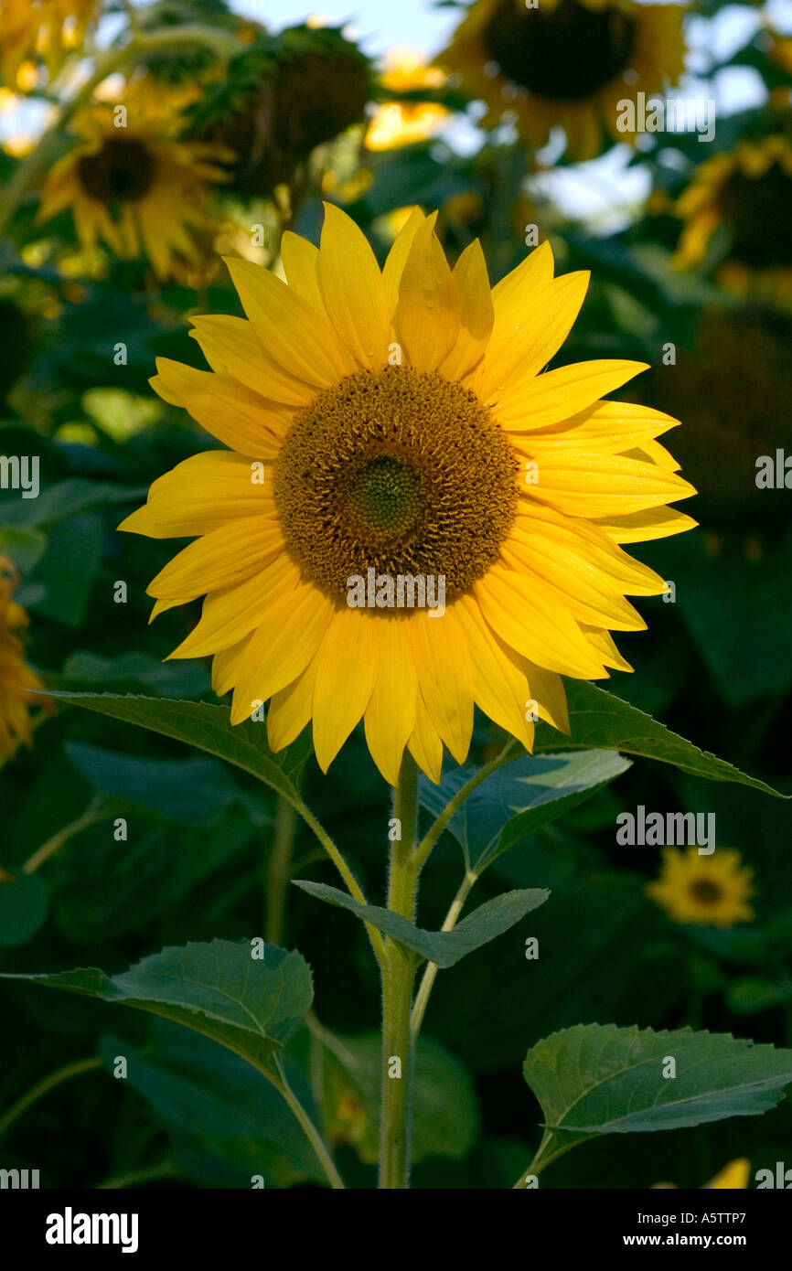 GEMEINSAMER NAME: Sonnenblume lateinischer NAME: Helianthus Annus Stockfoto