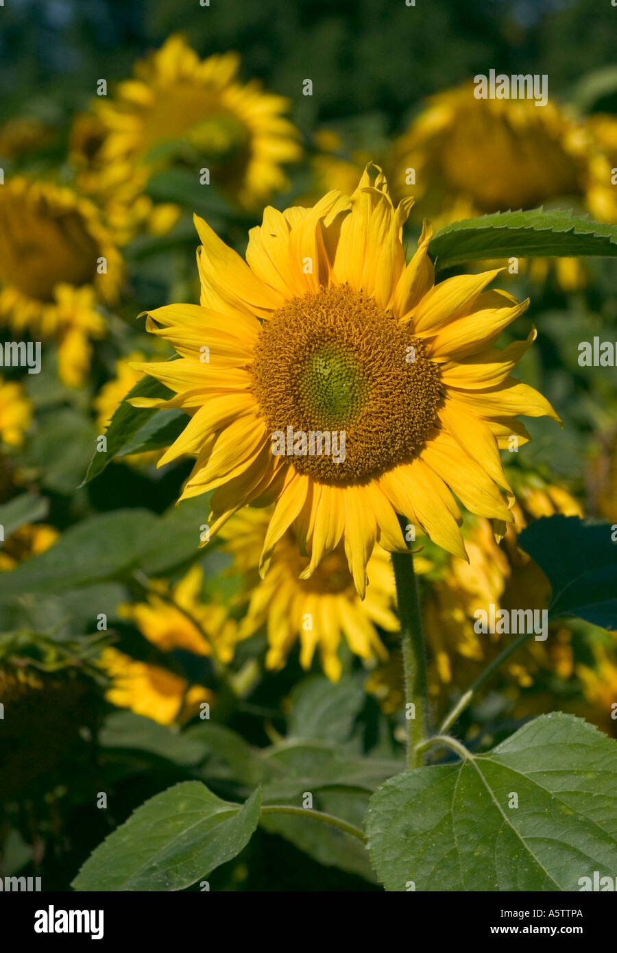 GEMEINSAMER NAME: Sonnenblume lateinischer NAME: Helianthus Annus Stockfoto