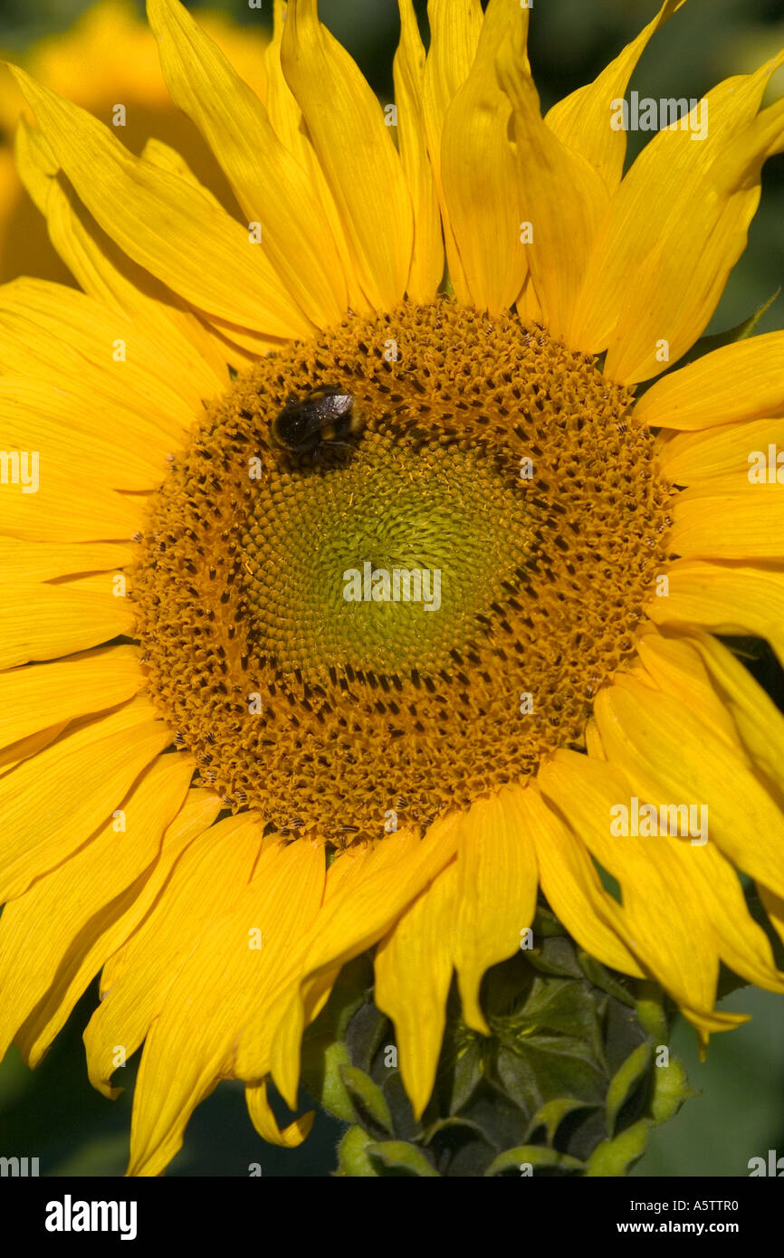 Aufnahme einer Sonnenblume hautnah. Stockfoto