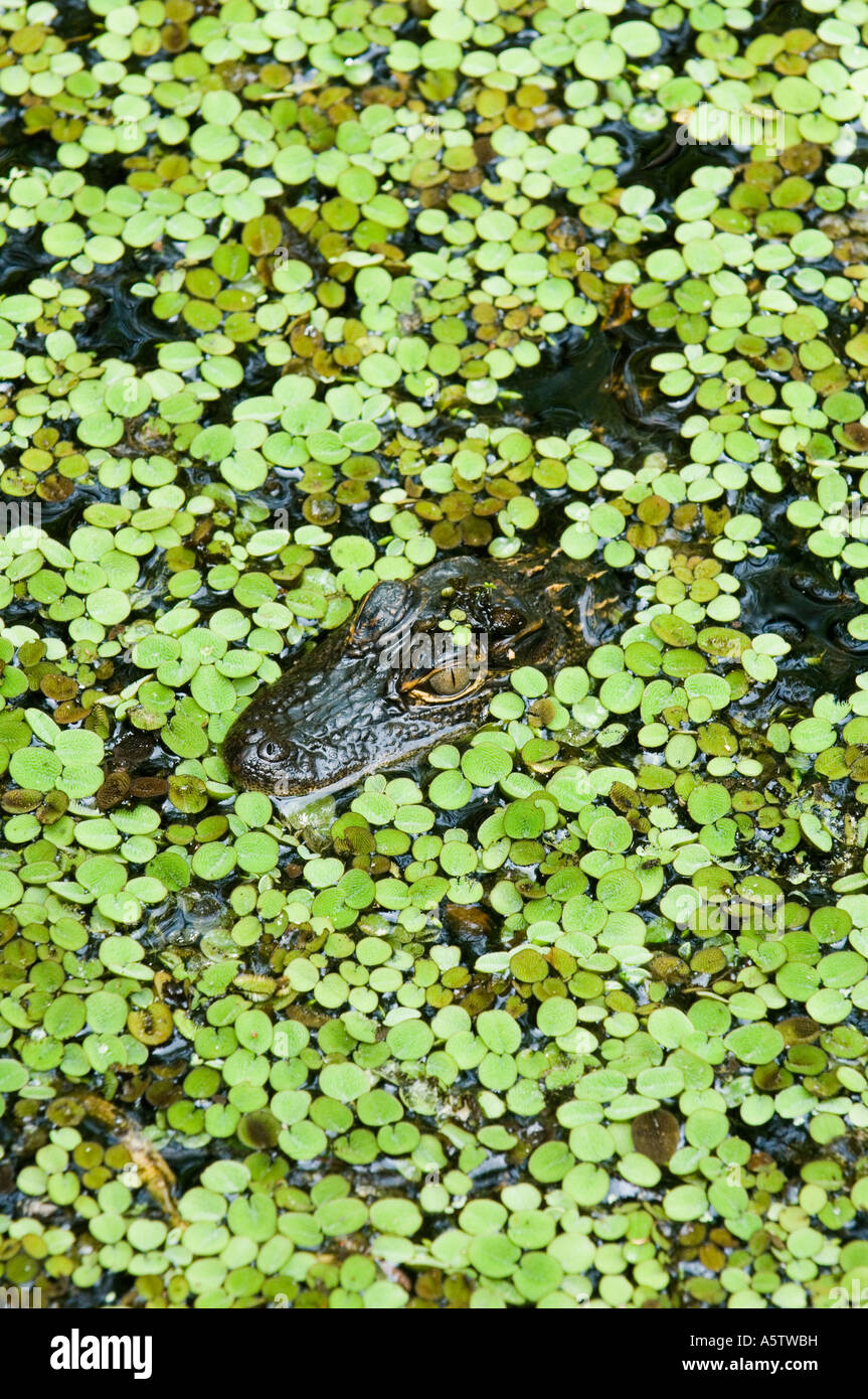 Amerikanischer Alligator (Alligator Mississippiensis) In Wasserlinsen, Audubon Corkscrew Swamp Sanctuary, Süd-Florida Stockfoto