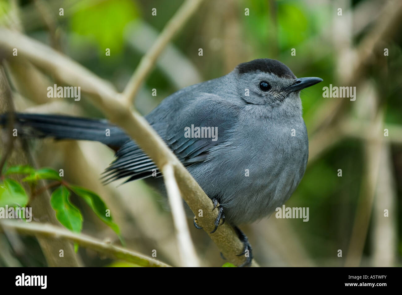 Graues Catbird (Dumetella Carolinensis) Corkscrew Swamp Sanctuary FLORIDA Stockfoto