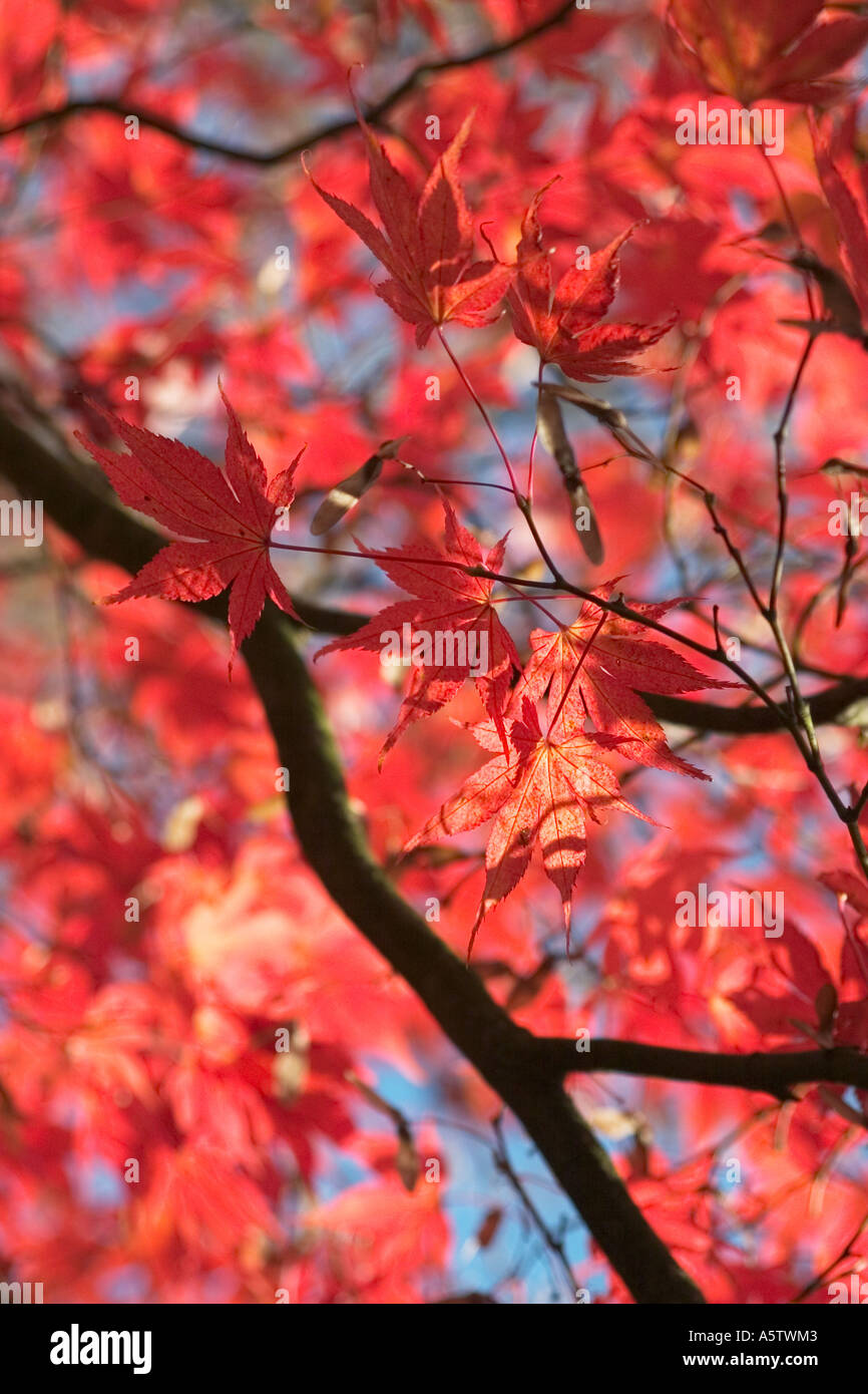Sonnigen Herbst Blätter vor einem dunkelgrünen Hintergrund Stockfoto
