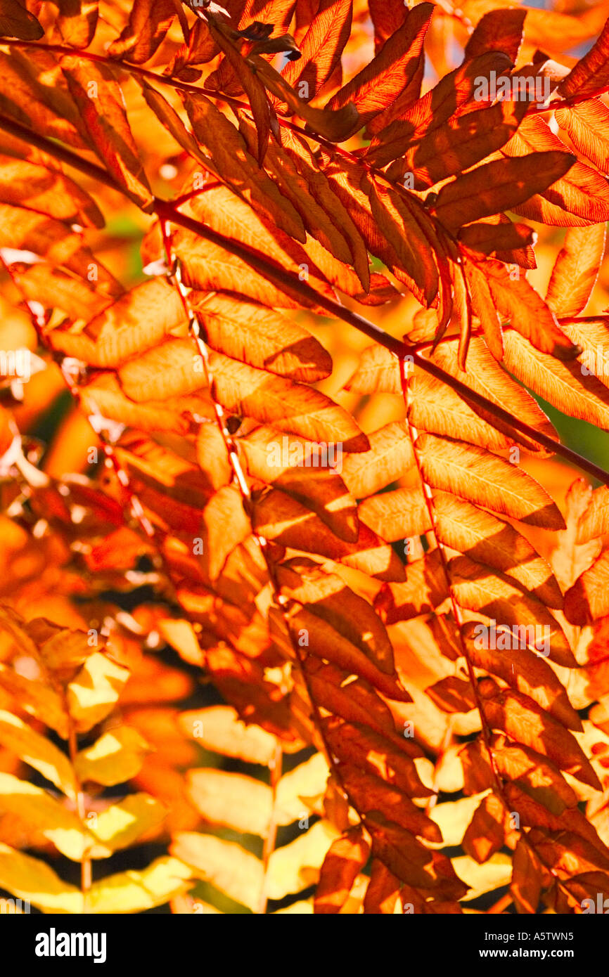 GEMEINSAMER NAME: Autumn leaves Stockfoto