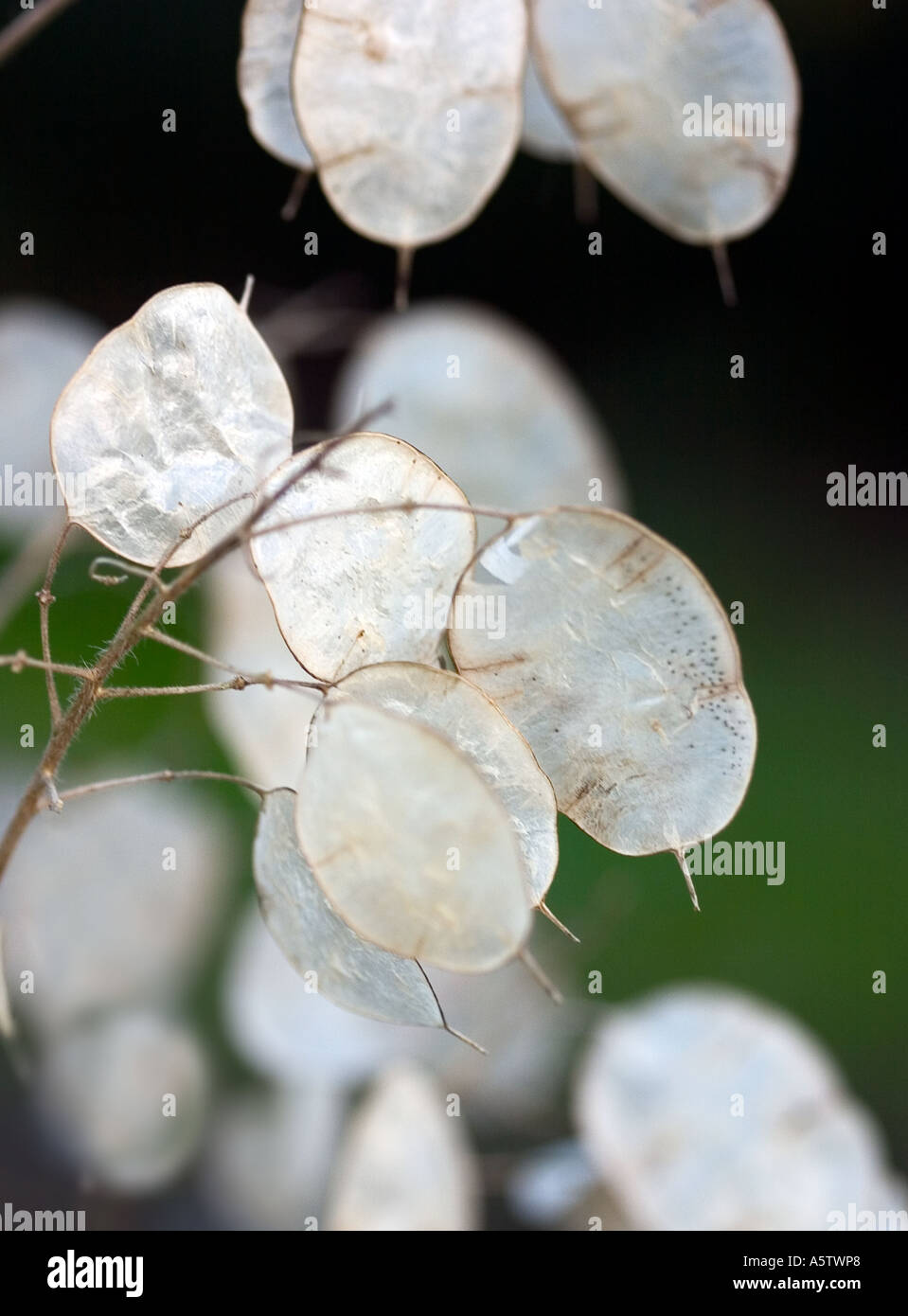 Nahaufnahme von getrockneten Ehrlichkeit "Lunaria Annua" Stockfoto