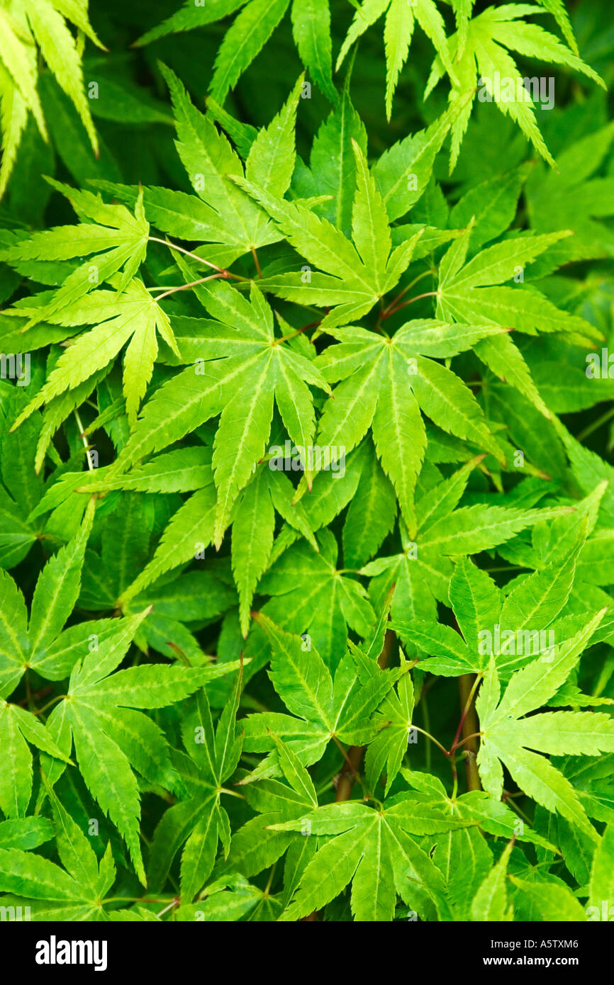 Beschnittzugabe Schuss grüne Ahorn Blätter Stockfoto