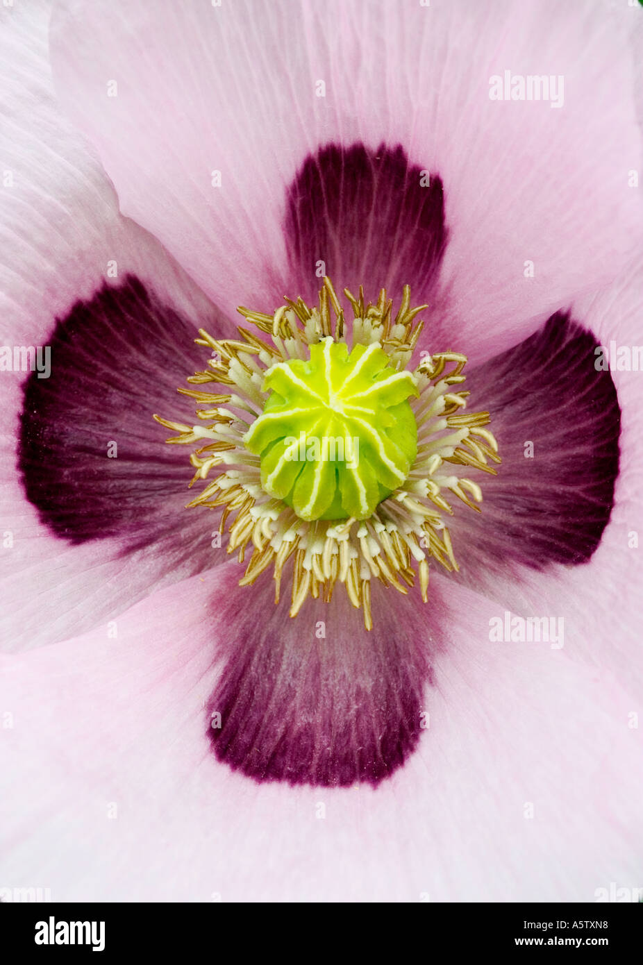 Makroaufnahme von Schlafmohn mit offenen Blüten Stockfoto