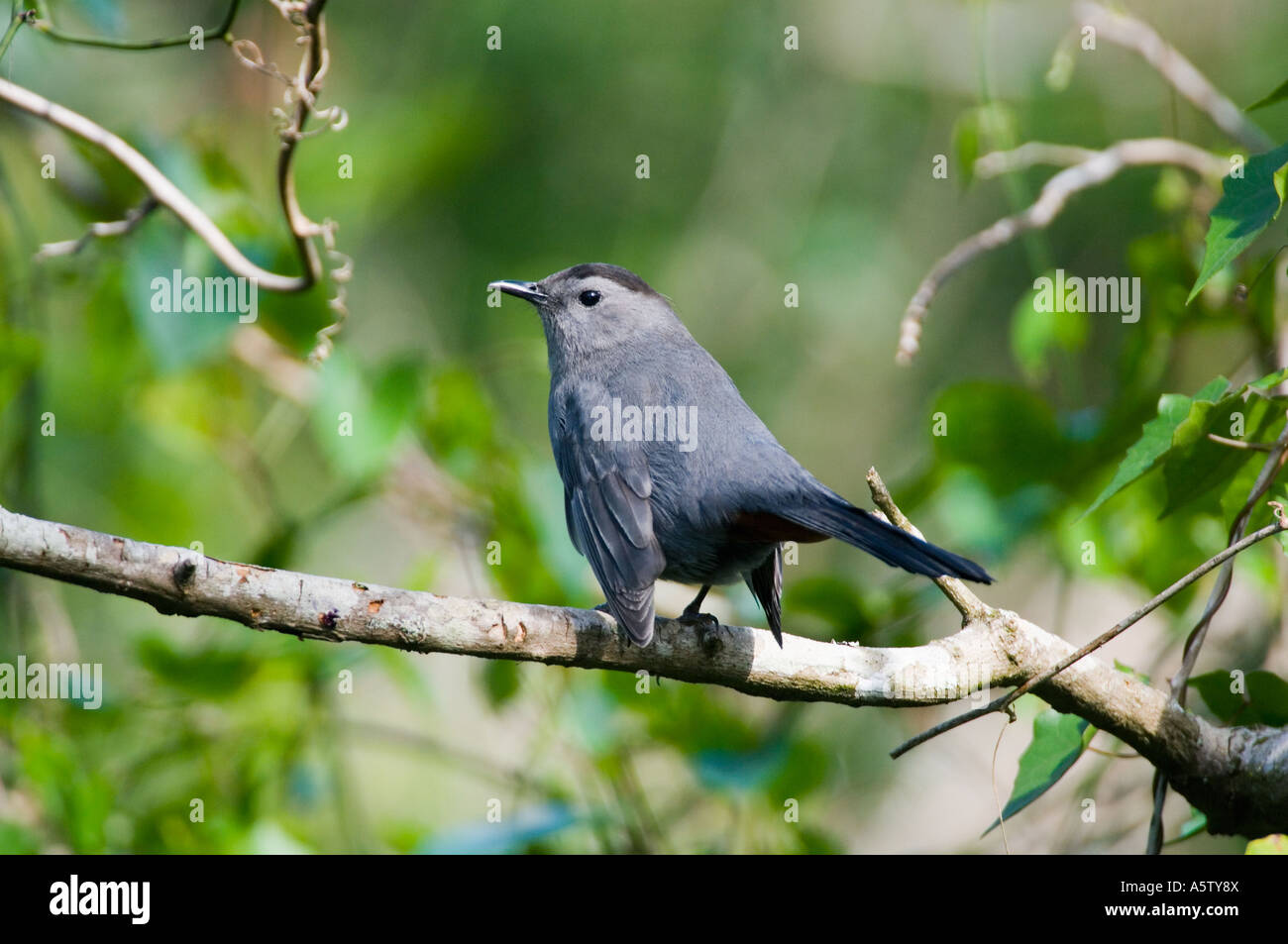 Graues Catbird (Dumetella Carolinensis) Corkscrew Swamp Sanctuary, FLORIDA Stockfoto