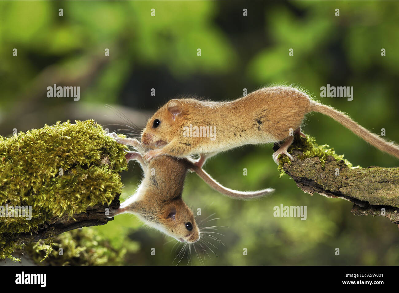 Hasel Maus mit Cub / Muscaridinus Avellanarius Stockfoto