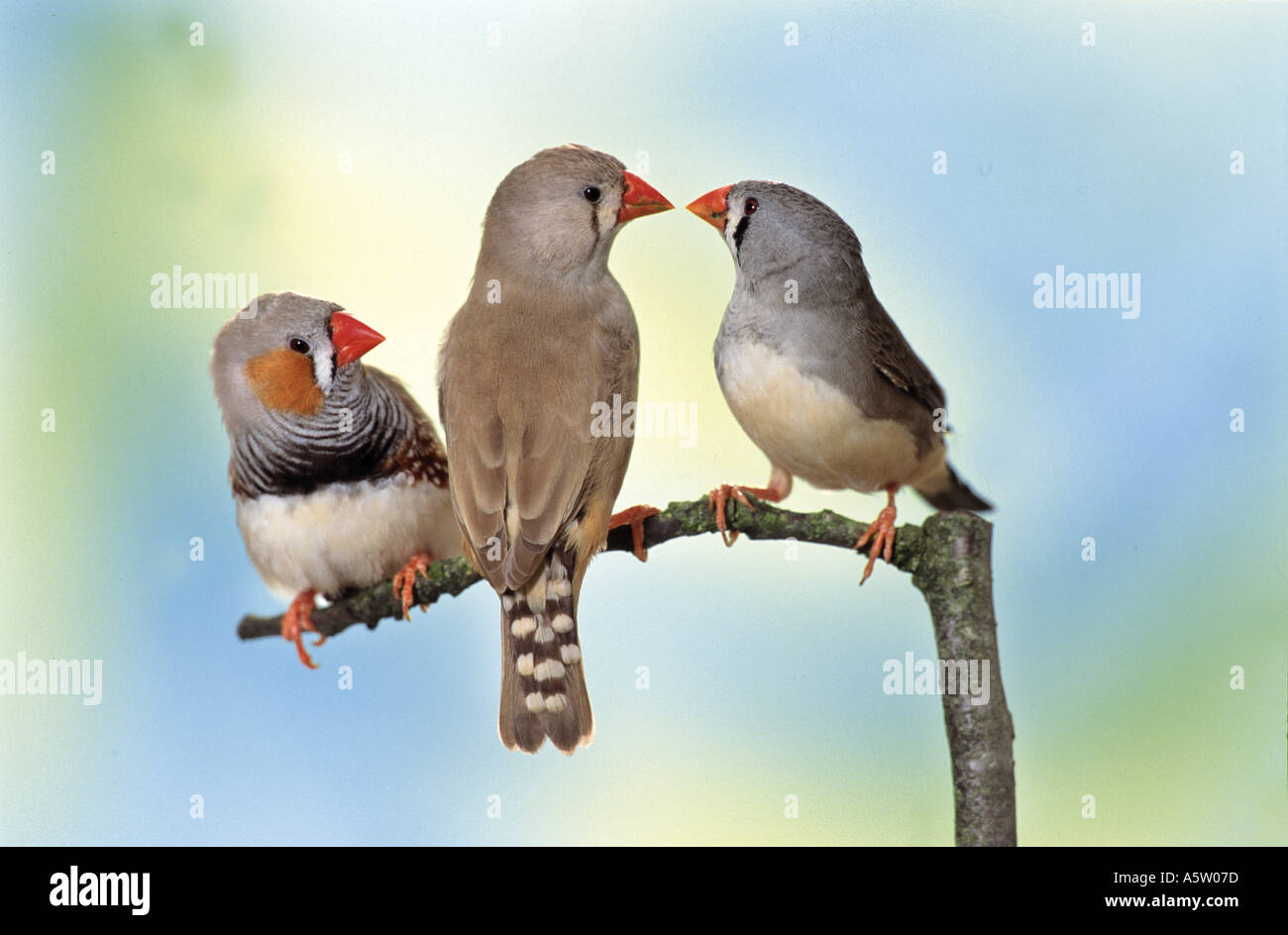 drei Zebrafinken auf AST / Poephila Guttata Stockfoto
