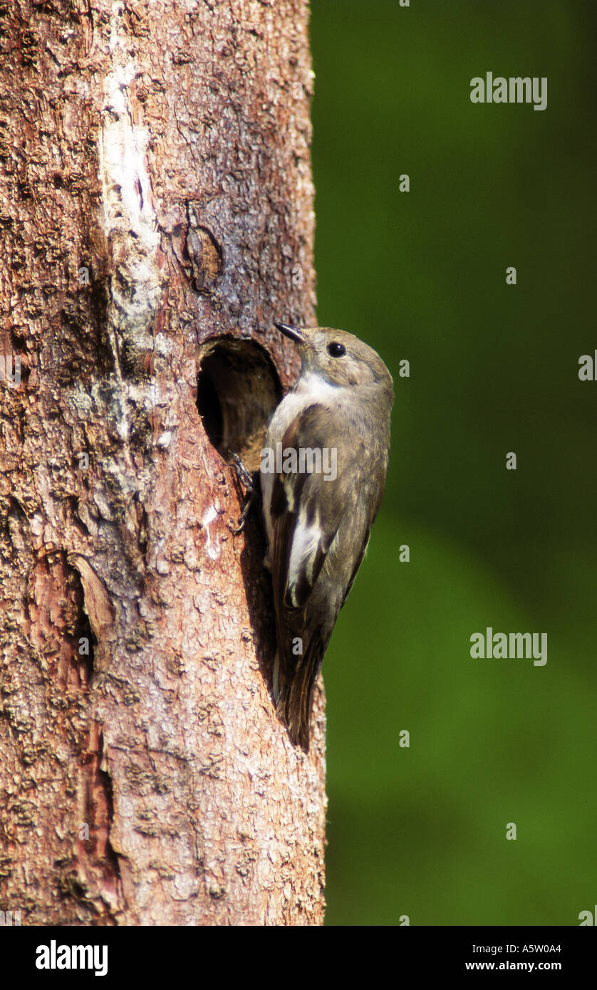 Pied Flycatcher am Nest Loch / Ficedula Hypoleuca Stockfoto