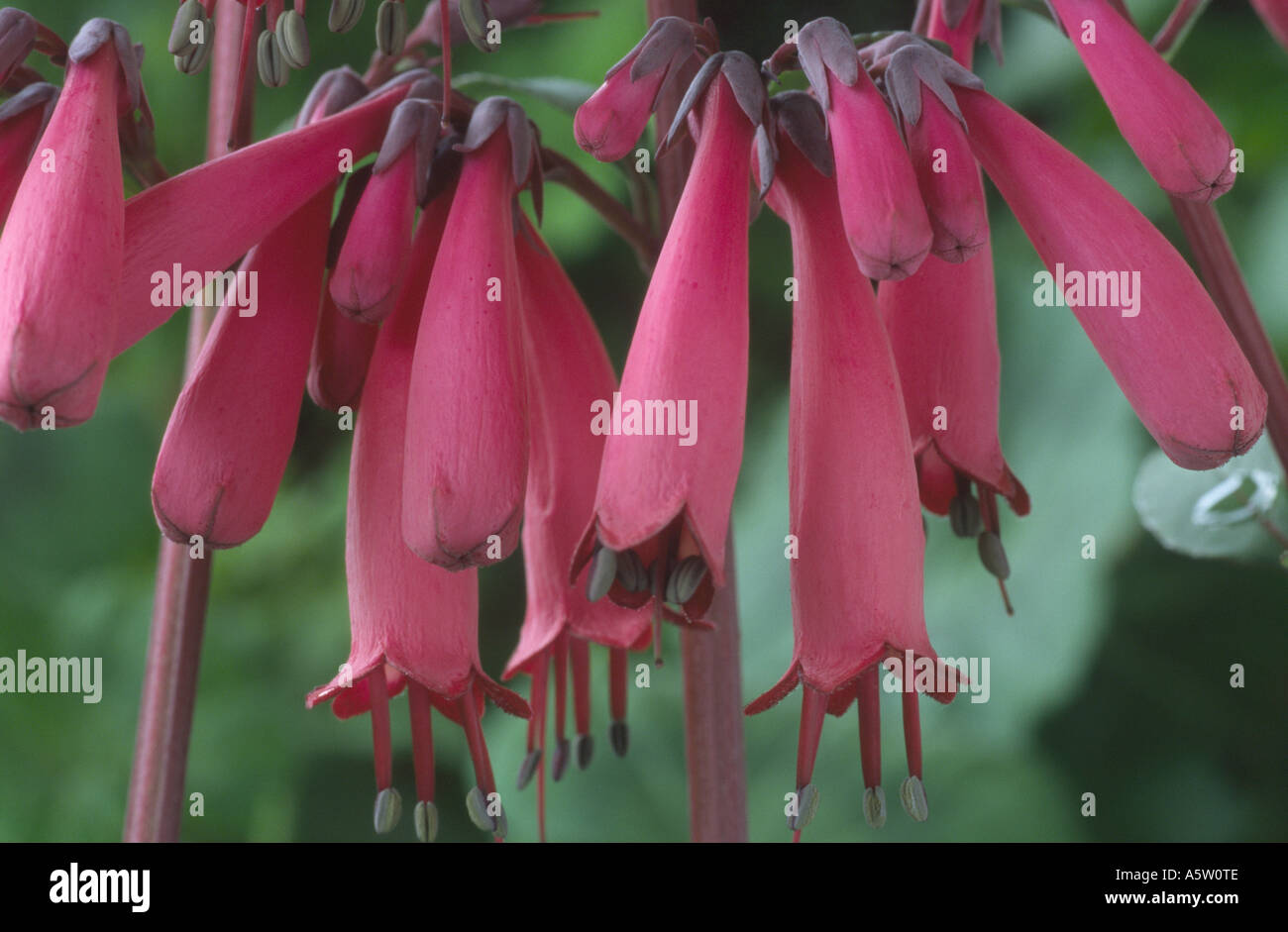 Phygelius Aequalis 'Sani Pass'. Sy Sensation. Stockfoto