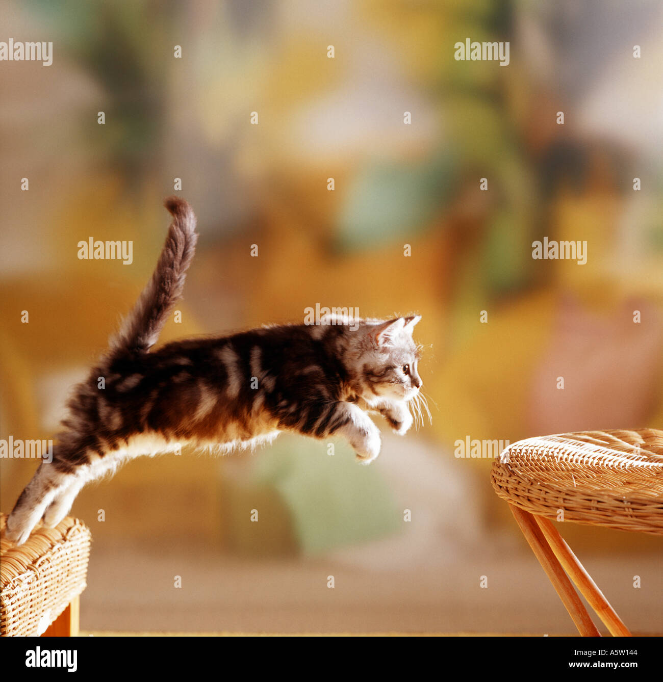 Britisch Kurzhaarkatze - Kitten - springen Teil 1 Stockfoto
