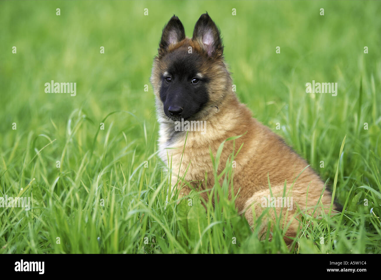 Tervuren (Belgischer Schäferhund) Welpen Stockfotografie Alamy