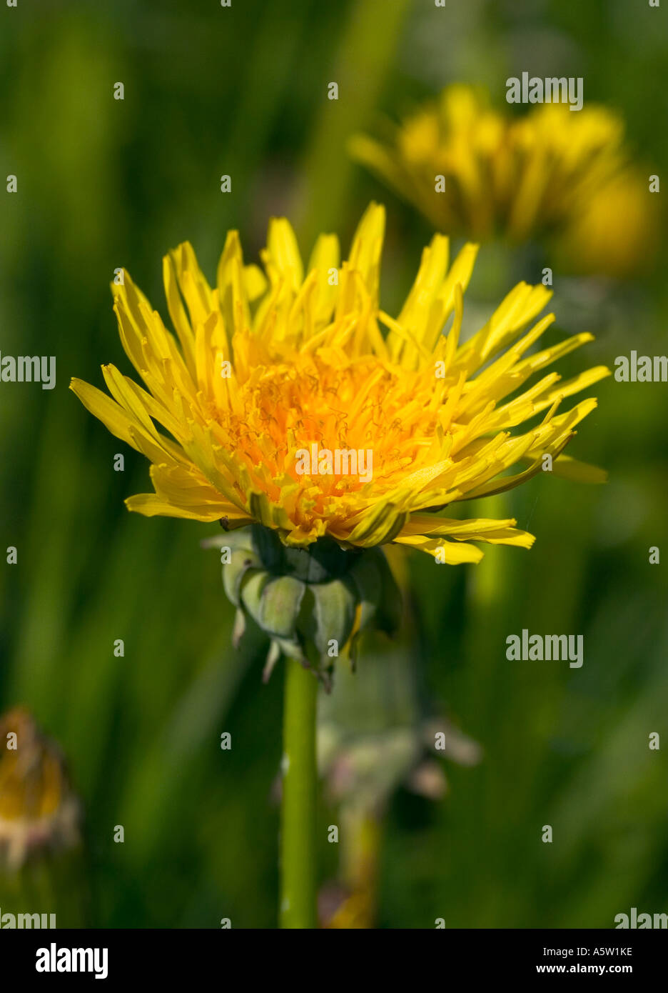 Nahaufnahme von Löwenzahn "Taraxacum Offiicinale" erschossen in natürlicher Umgebung Stockfoto