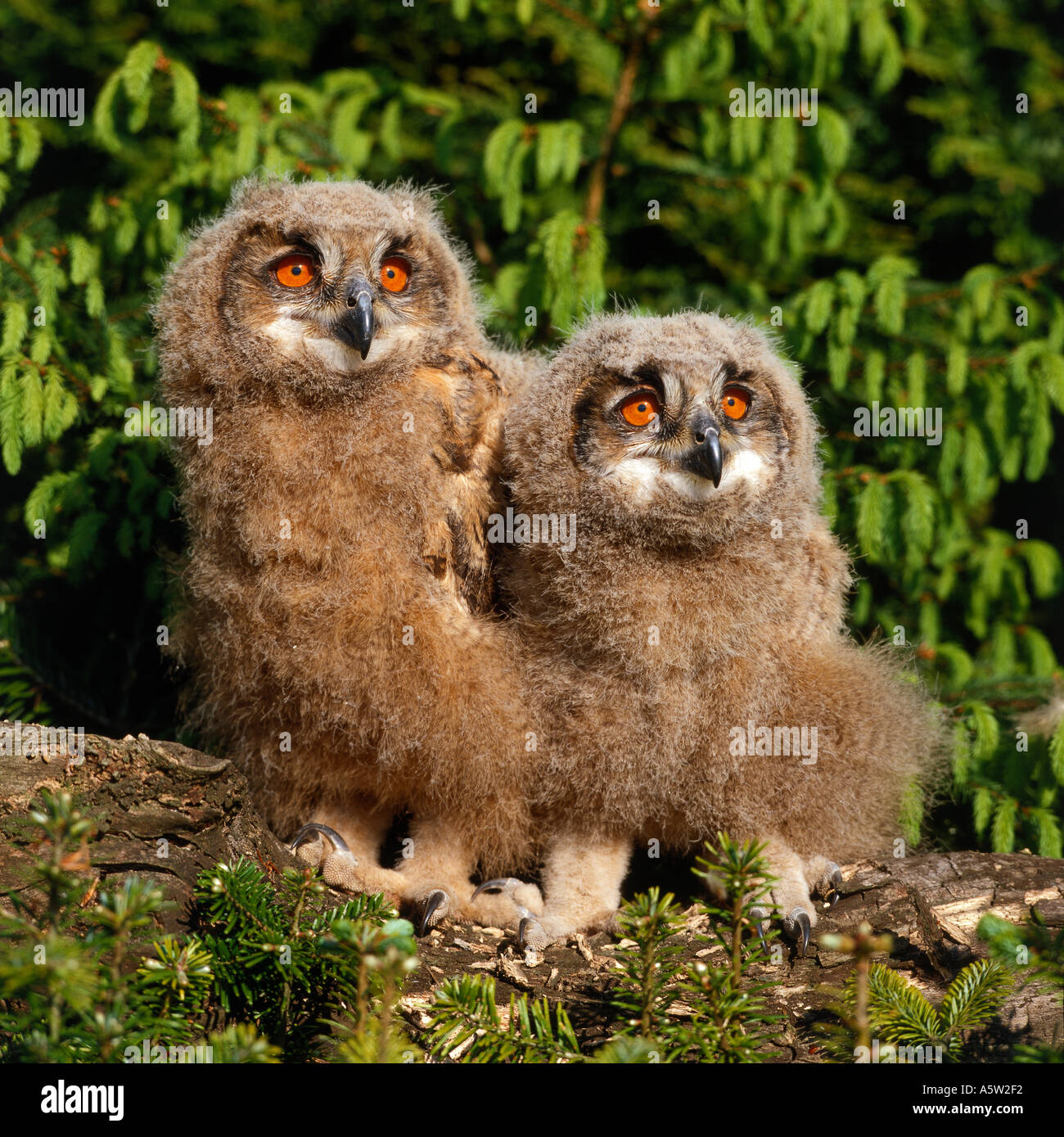 zwei junge Uhu Stockfoto