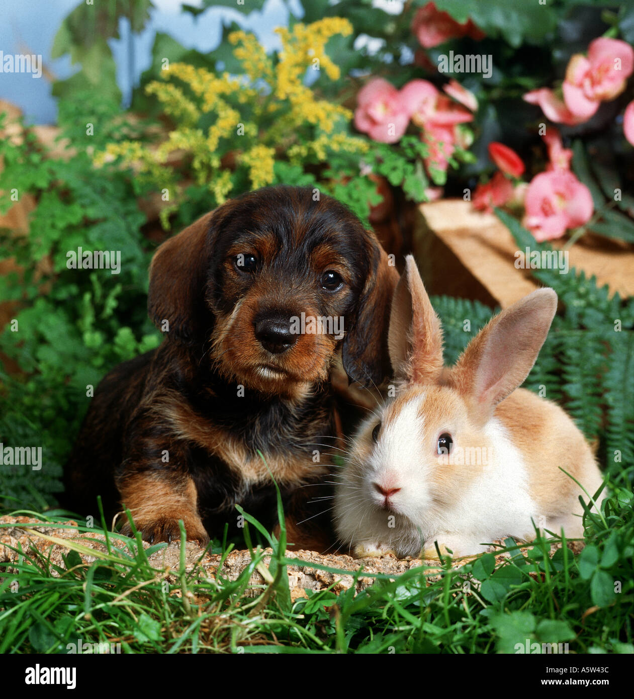 tierische Freundschaft: wired-haired Dackel Hund Welpe und Kaninchen Stockfoto