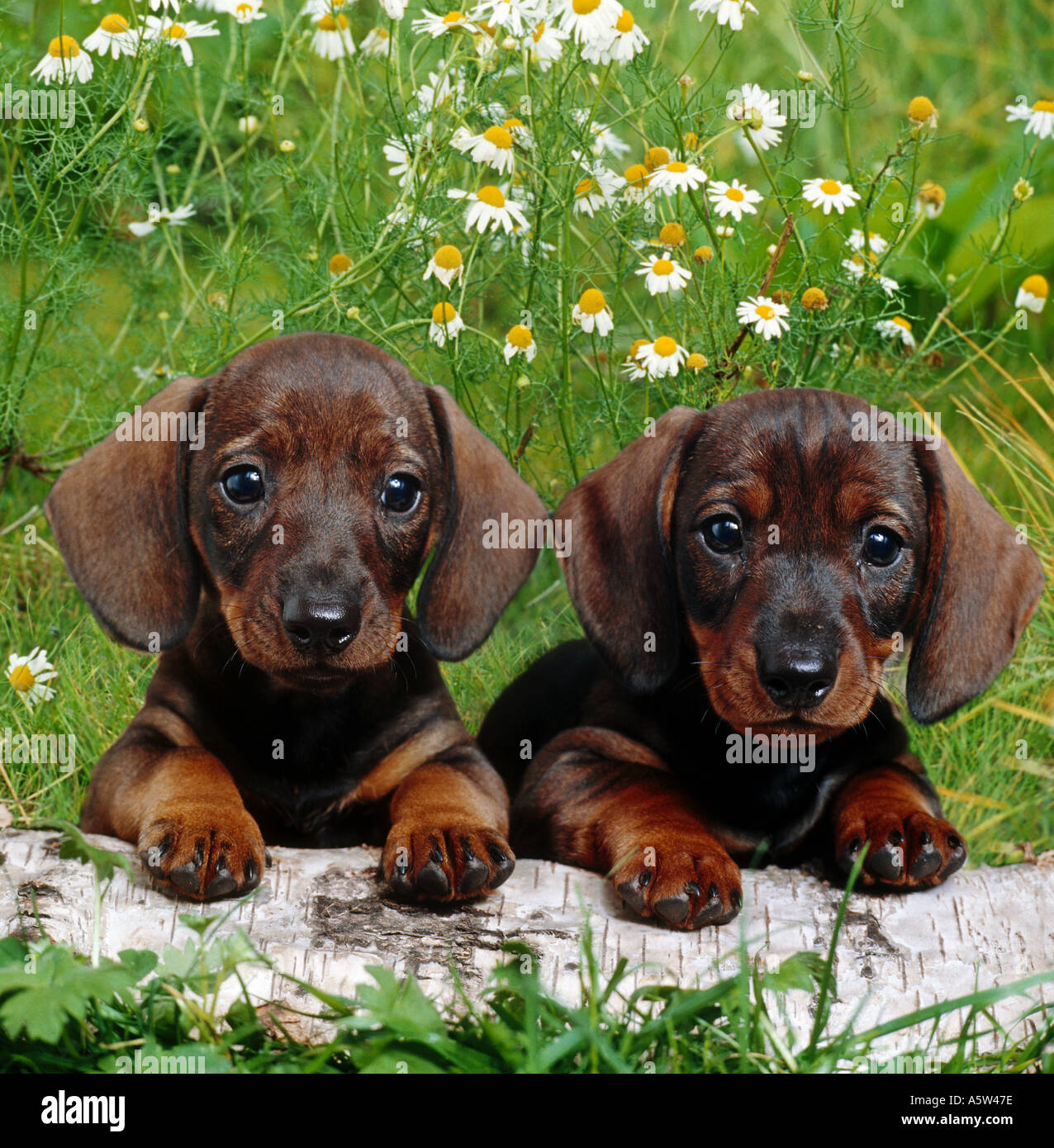 Kurzhaar Dackel Hund - zwei Welpen Stockfoto
