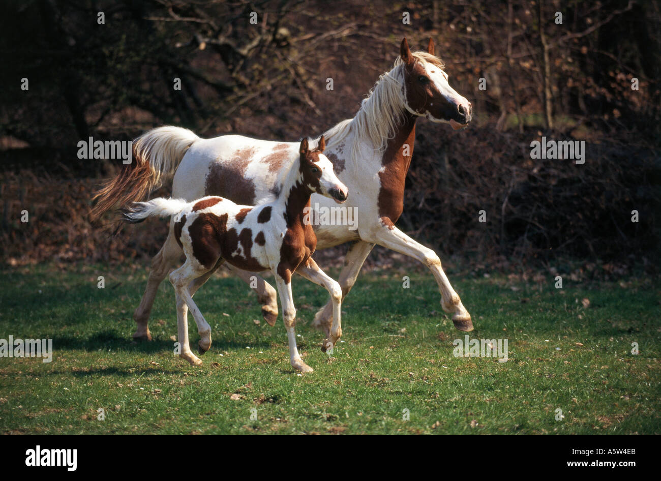 Vollblutaraber - Stute und Fohlen Stockfoto