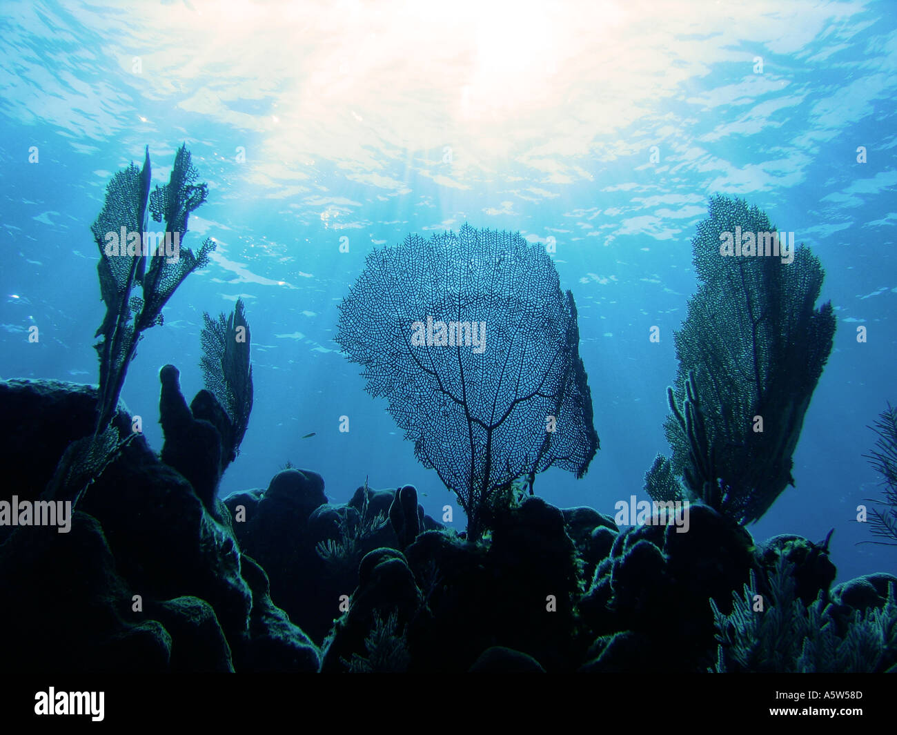 Coral Reef Bay Islands Honduras Stockfoto