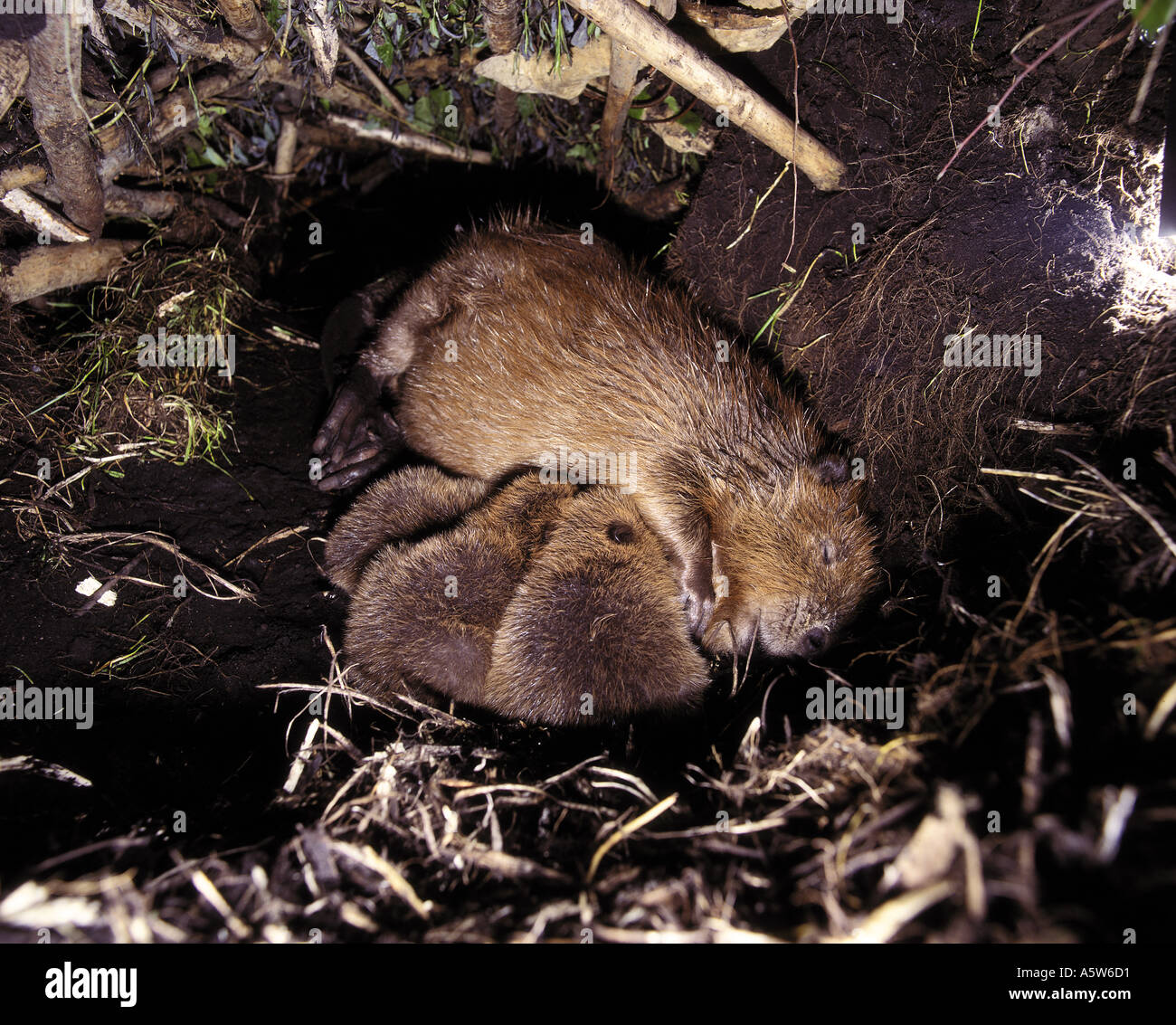 Eurasischer Biber (Castor fiber). Mutter saugt jung in der Lodge Stockfoto