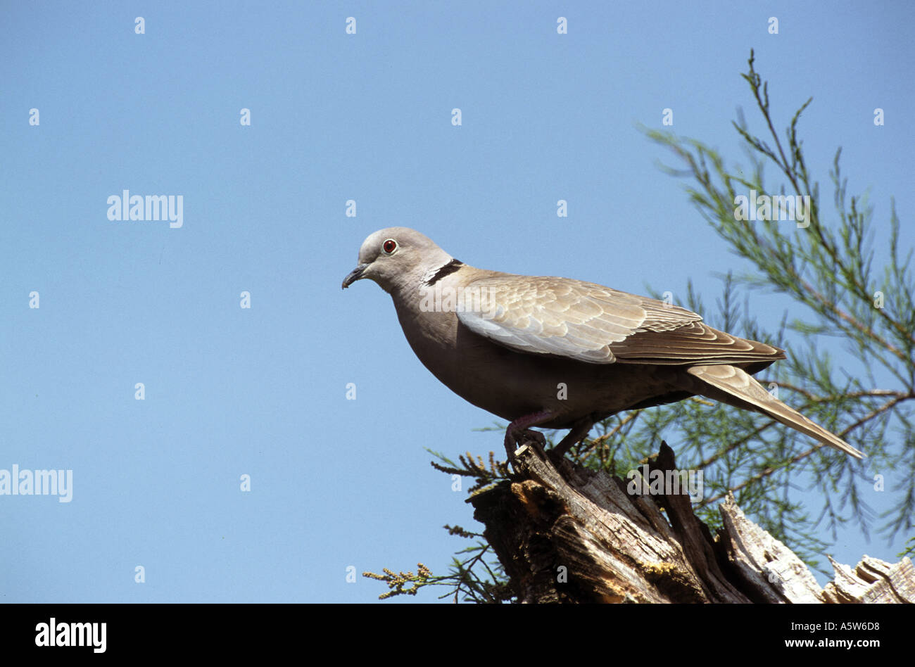 Eurasian Collared Dove / Streptopelia Decaocto Stockfoto