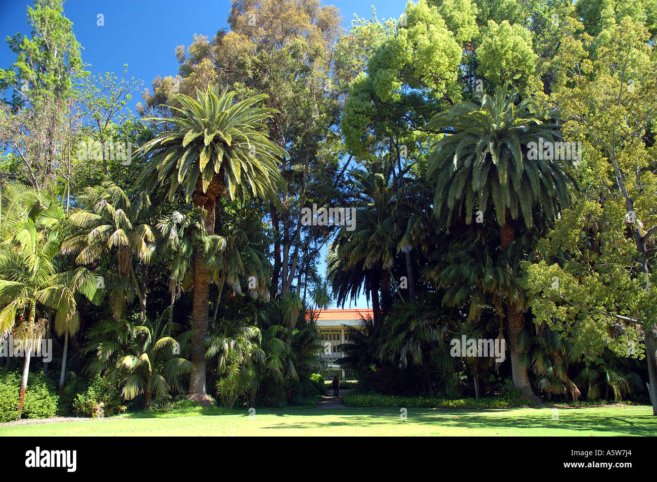 Reid-Bibliothek auf dem grünen grünen Campus der University of Western Australia Stockfoto