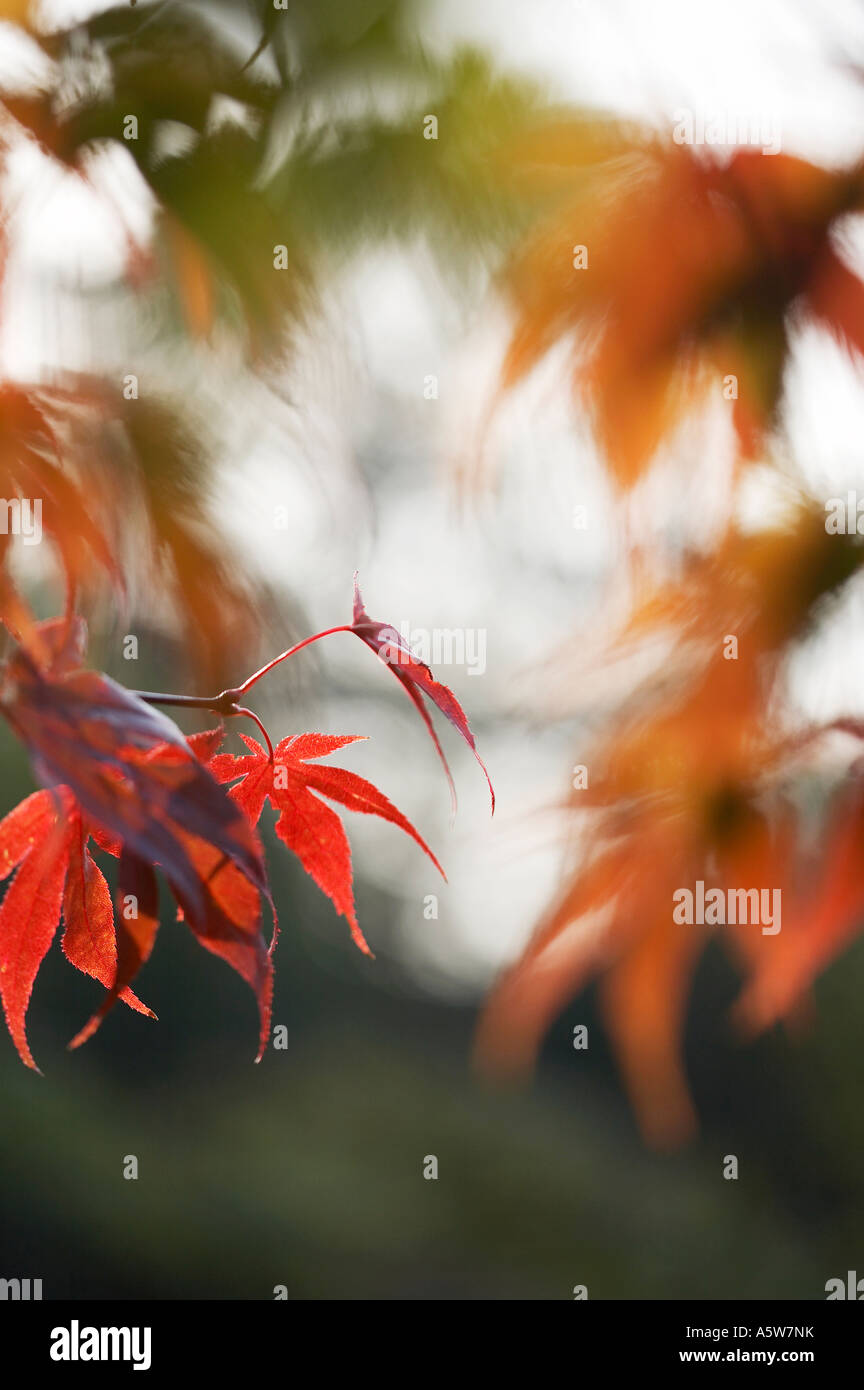Acer Palmatum Atropurpureum Stockfotografie Alamy