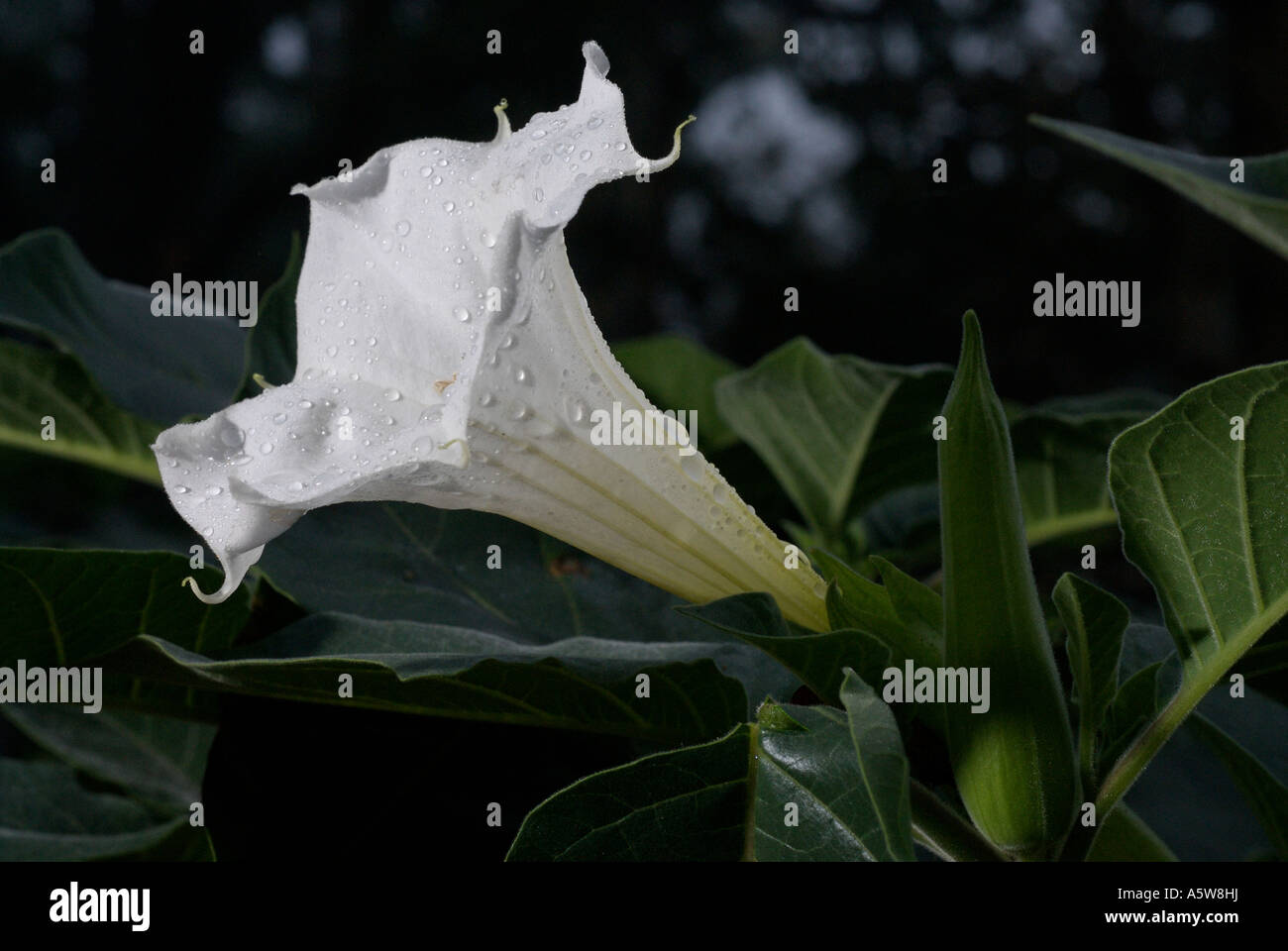 Datura Stramonium oder Jimson Unkraut eine giftige Pflanze Blume Trompete Detail mit Regentropfen Stockfoto