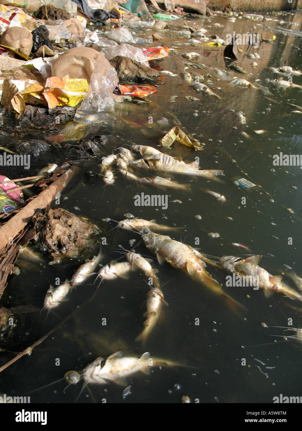 Tote Fische schwimmen in einen Fluss, der mit Müll und Chemikalien verschmutzt worden Stockfoto