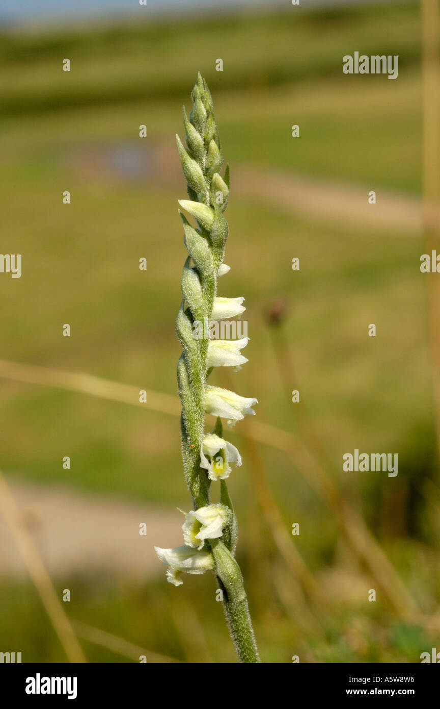 Herbst-Damen-locken, Spiranthes spiralis Stockfoto