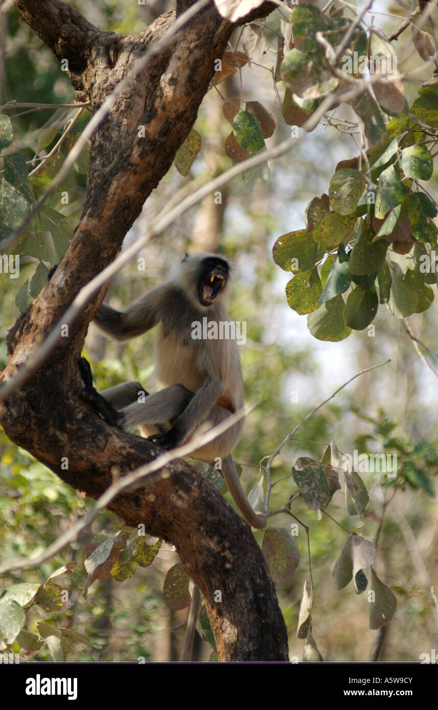 Gemeinsamen Languren Affen warnt den Rest des Waldes zu Tiger Präsenz durch Aufrufen von klingt wie ein Mann seine Kehle löschen zu spucken Stockfoto
