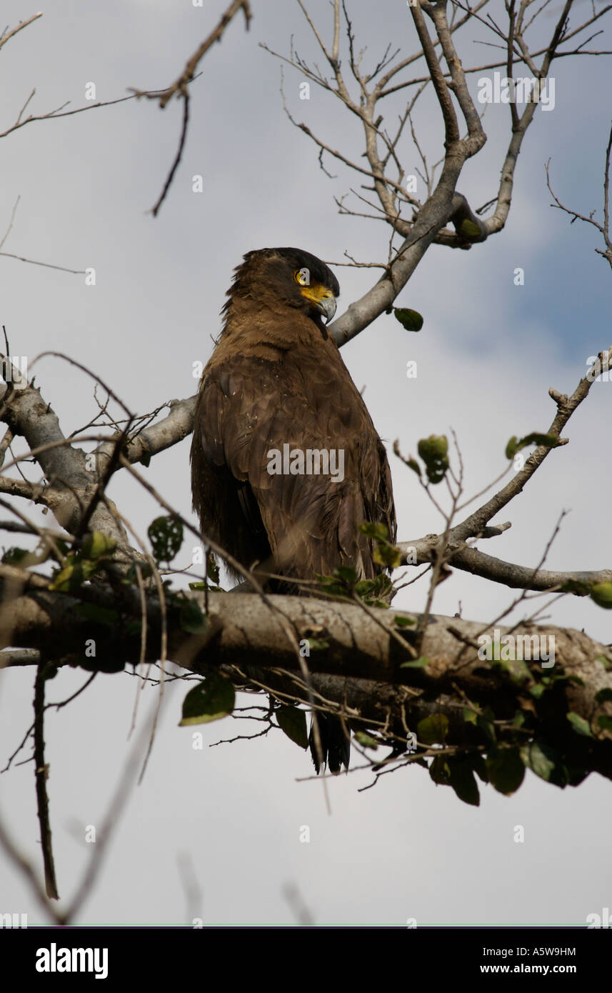 Crested Schlange Adler Uhren aus einem Barsch hoch in einem Baum, dass die Raptor Wald Schlangen und Eidechsen frisst Stockfoto