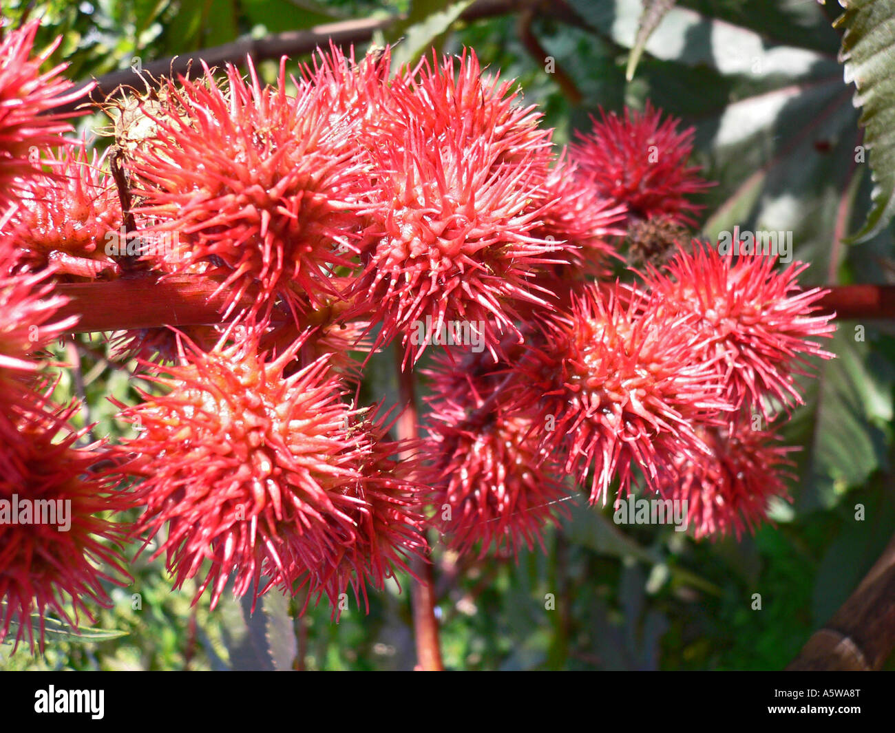 Stacheligen Blütenkopf Sphären von Ricinus Communis oder Rizinusöl-Pflanze, die giftig ist behandeln mit Sorgfalt Wiltshire England UK EU Stockfoto