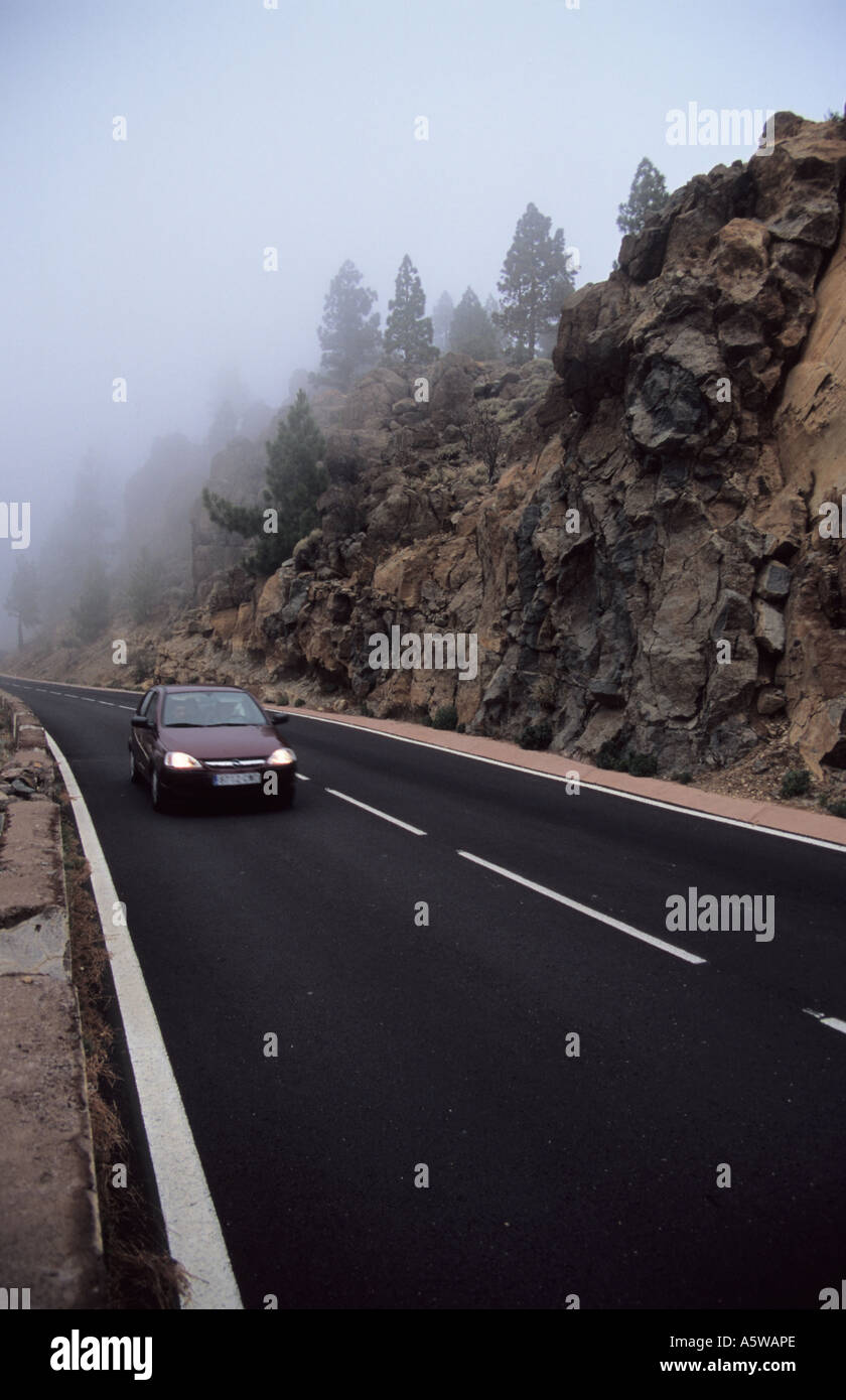 Straßenrand im kanarischen Kiefernwald Pino Canario Corona Forestal in Teneriffa-Kanarische Inseln-Spanien Stockfoto